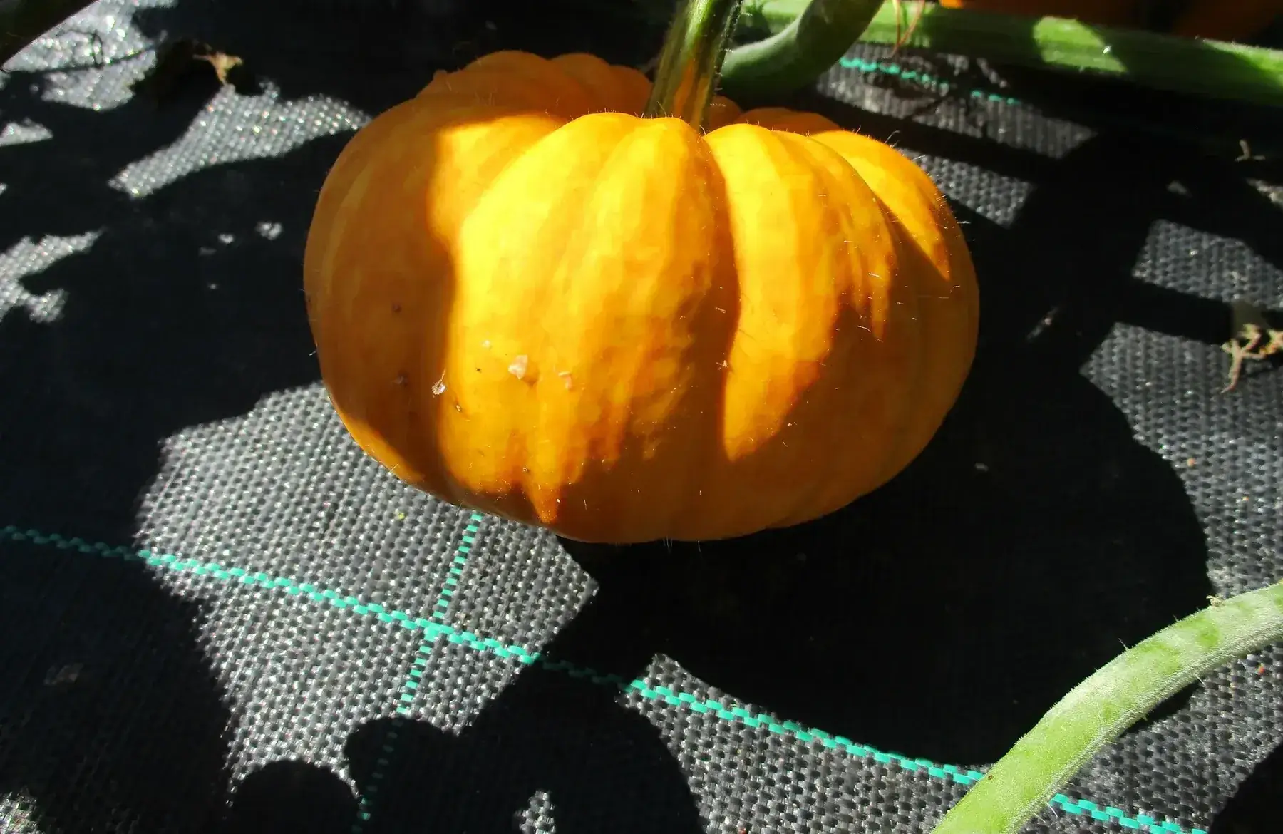 courge jack be little