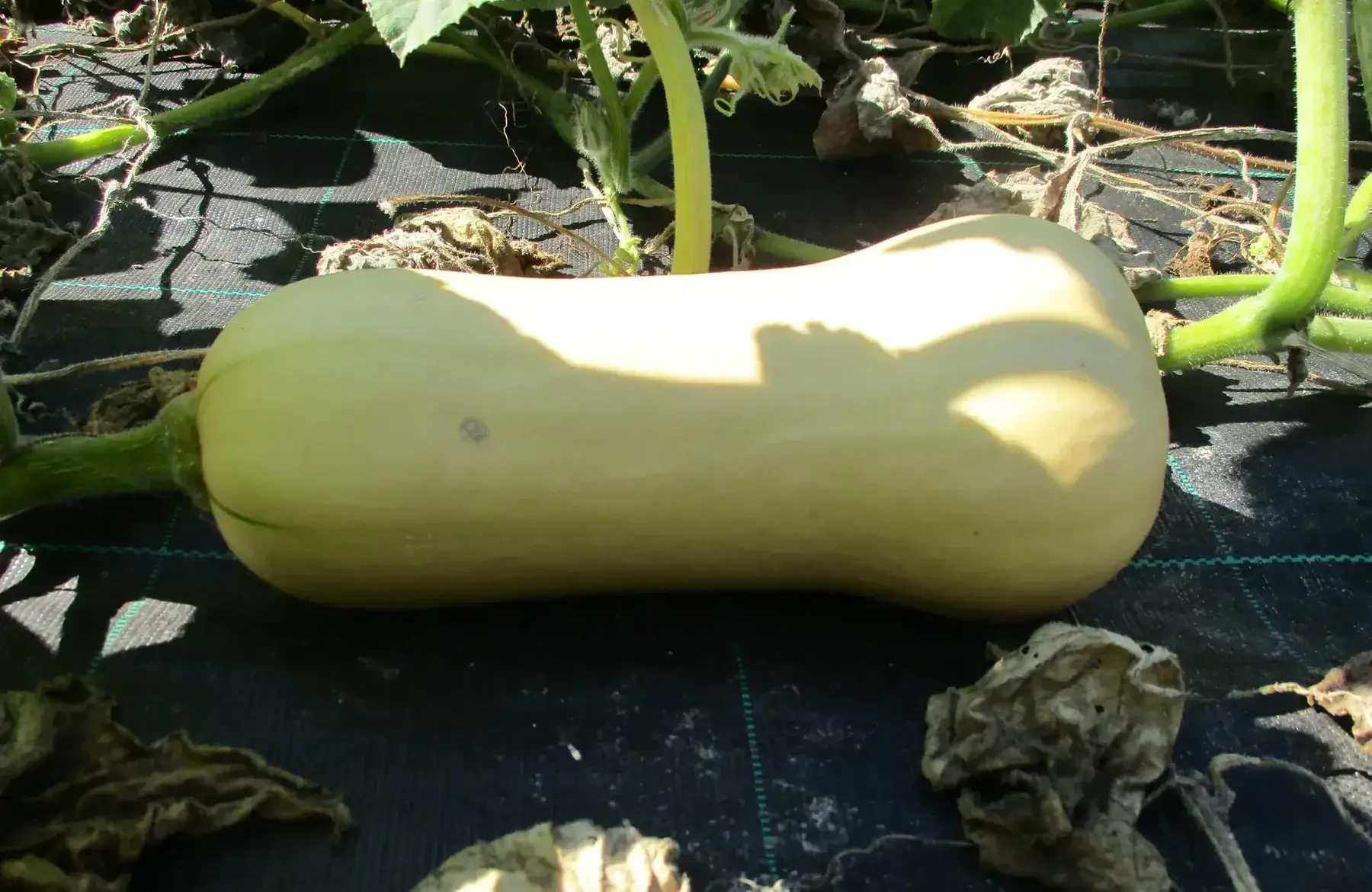 courge butternut