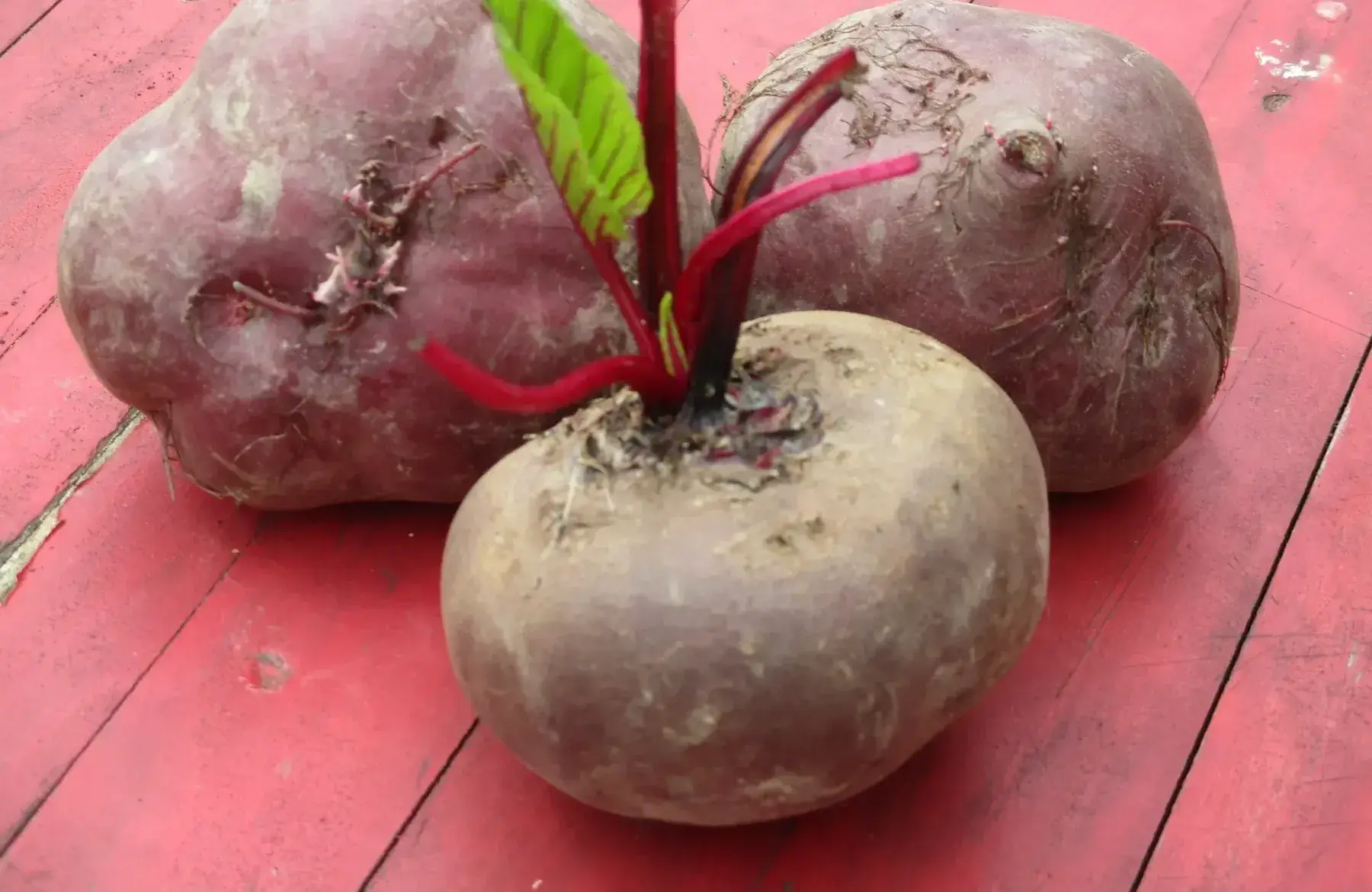 betterave rouge