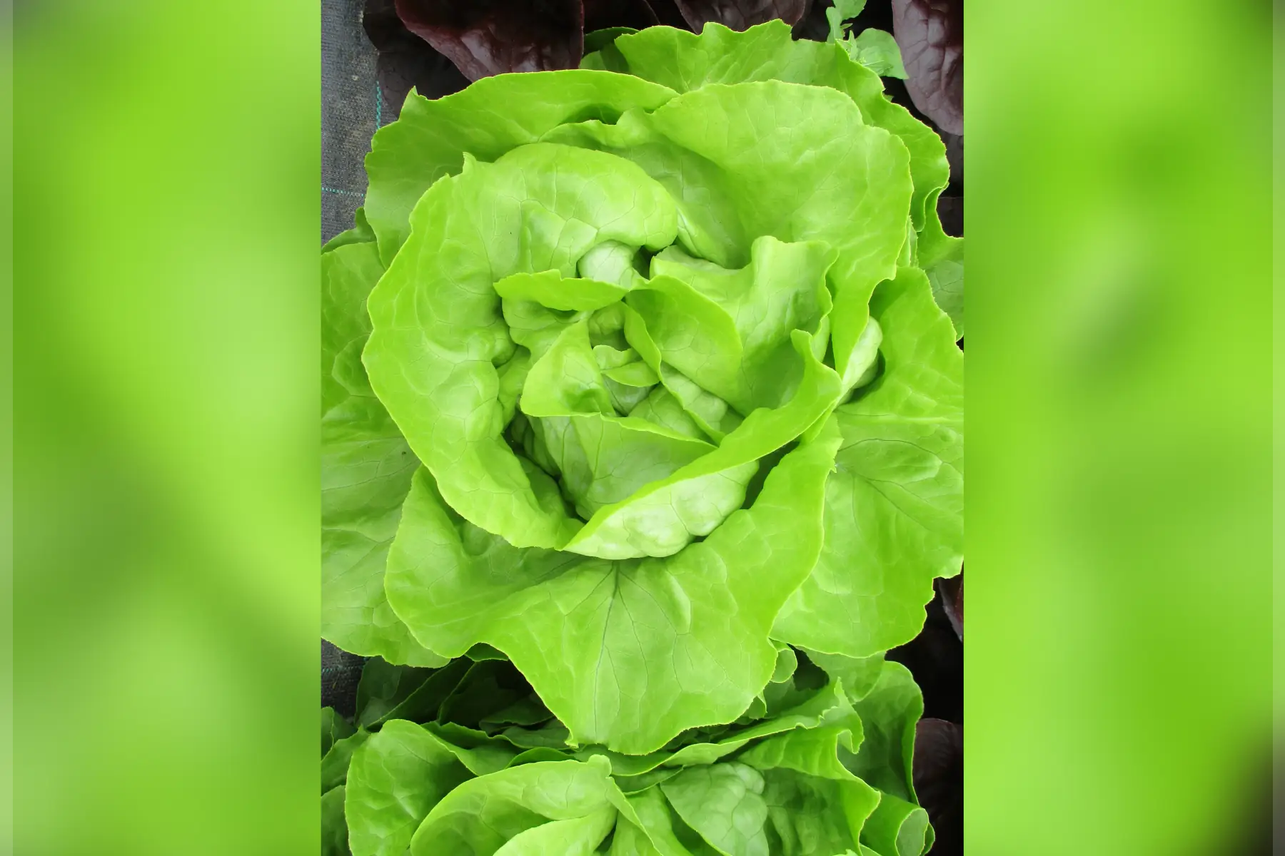 salade laitue beurre