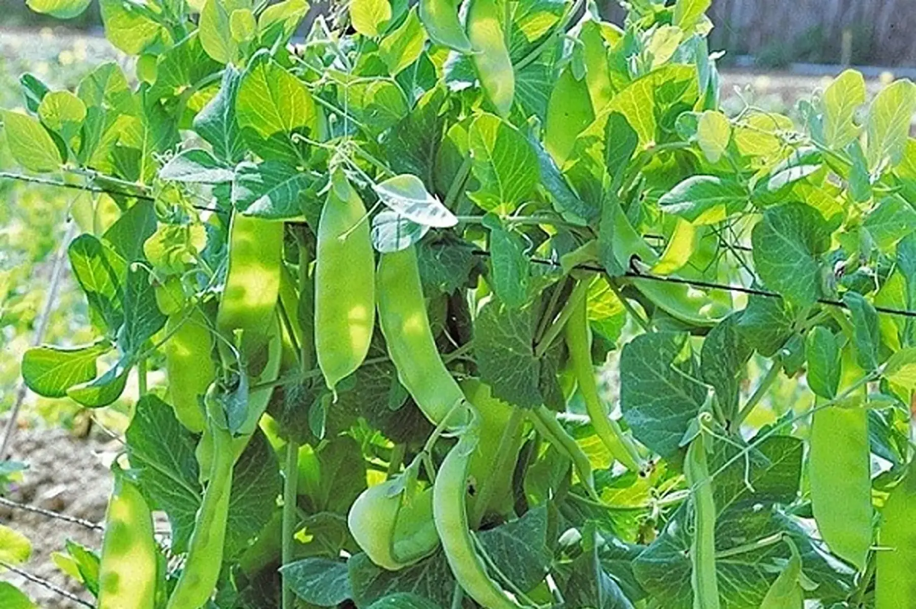 pois mangetout