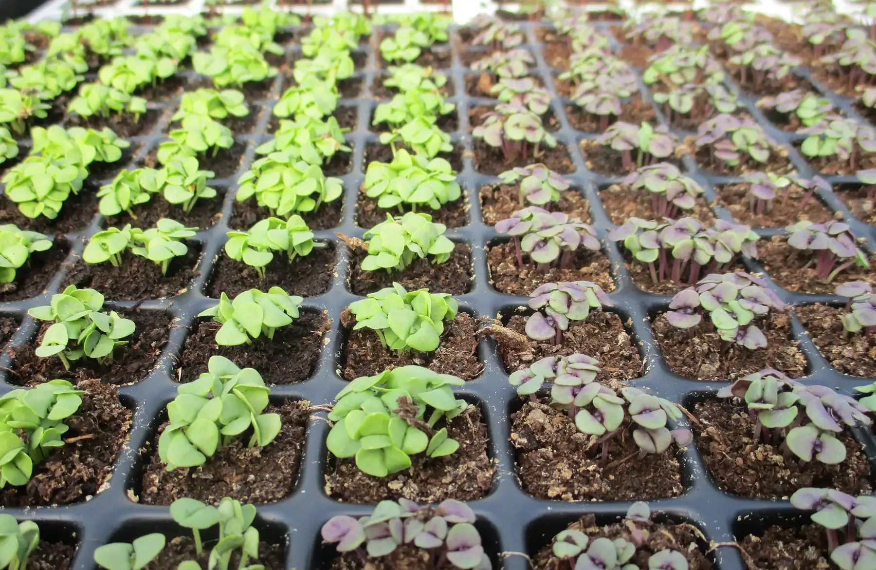 les plants potagers (message d'information, à ne pas ajouter à votre panier)