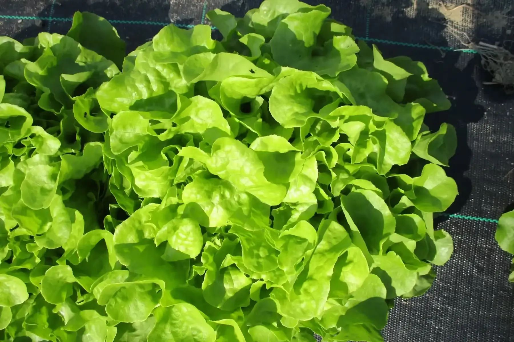 salade feuille de chêne