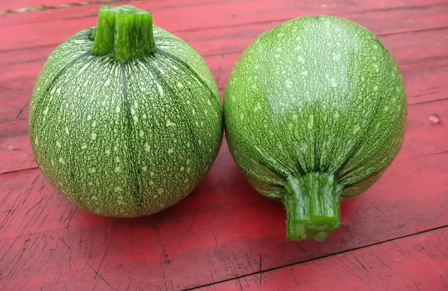 courgette ronde verte