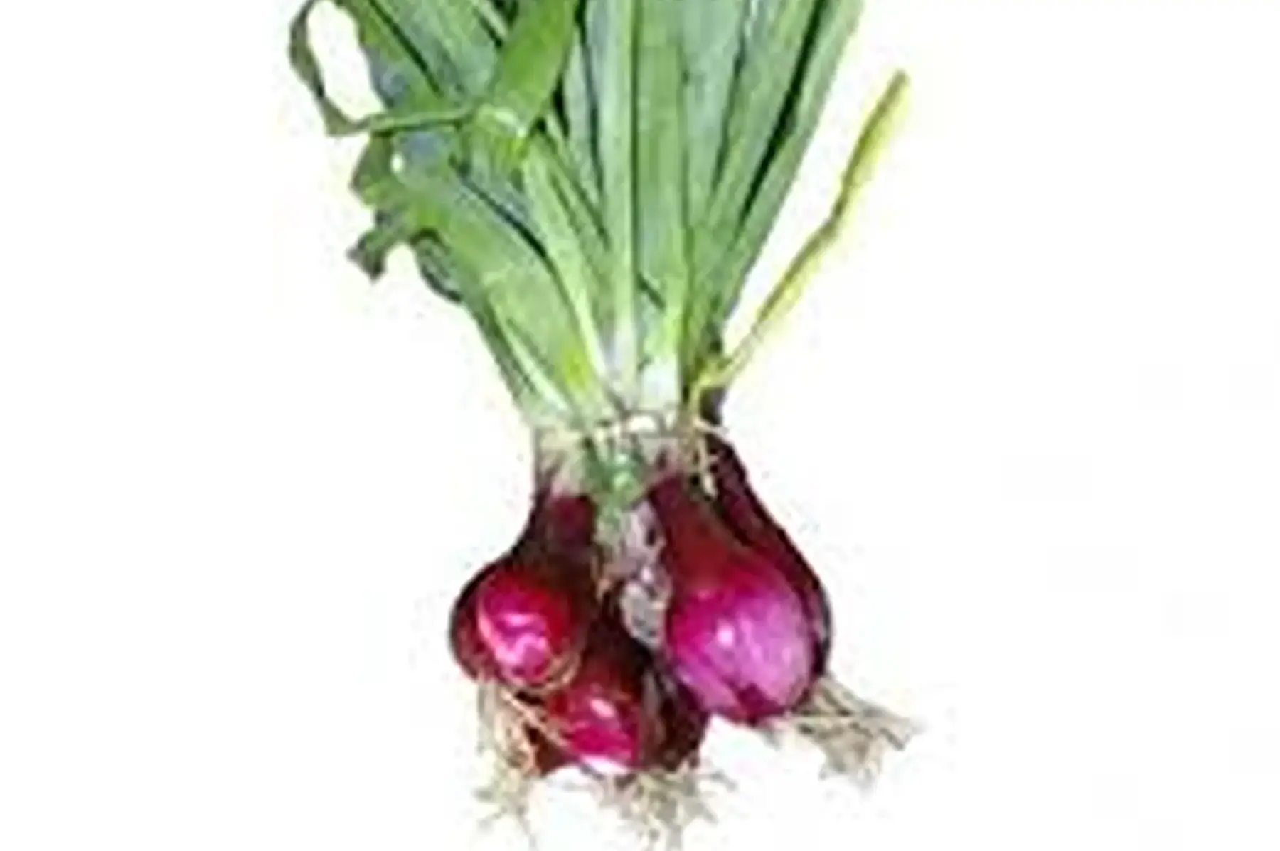 oignons nouveaux botte (rouge)