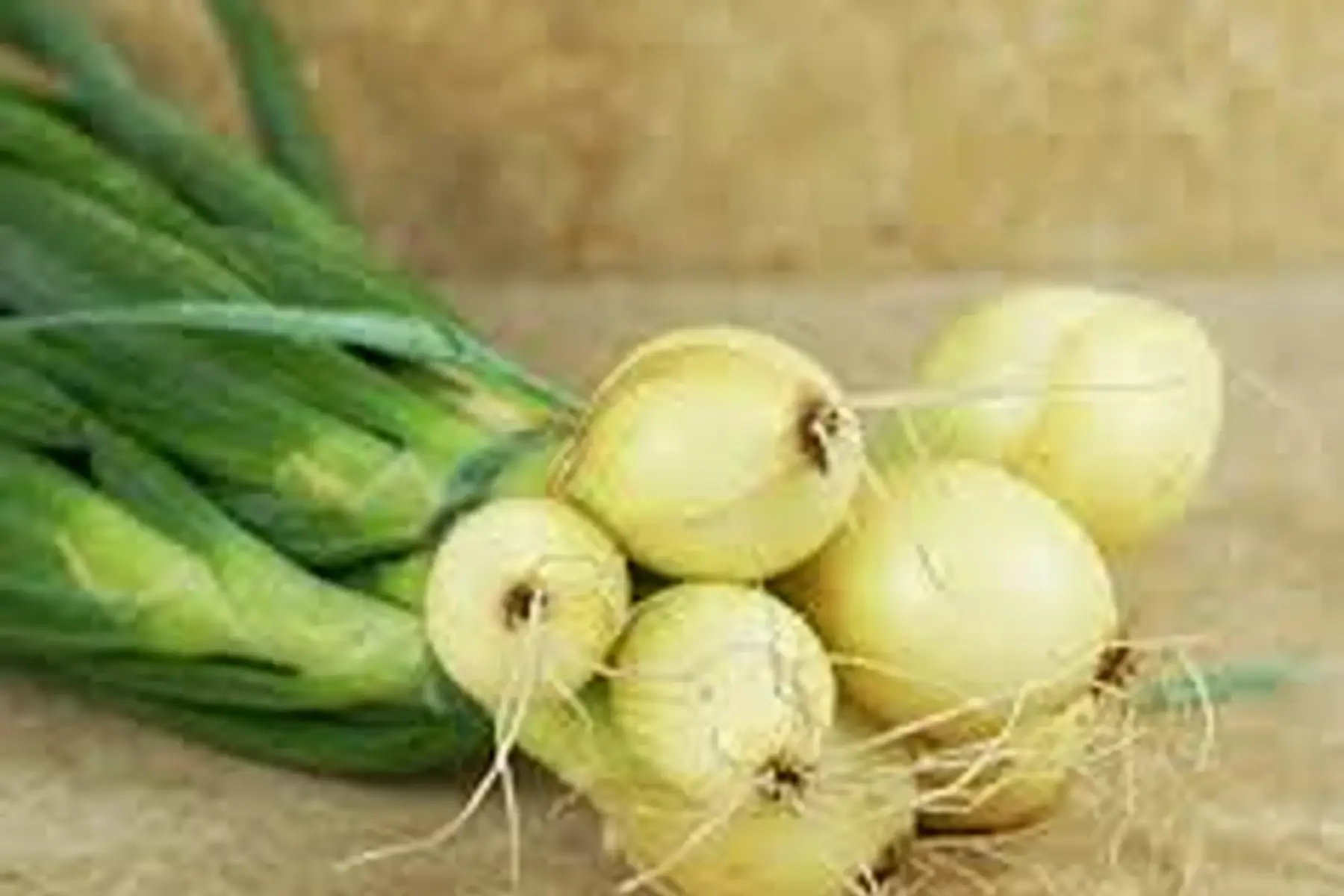 oignons nouveaux botte (jaune)