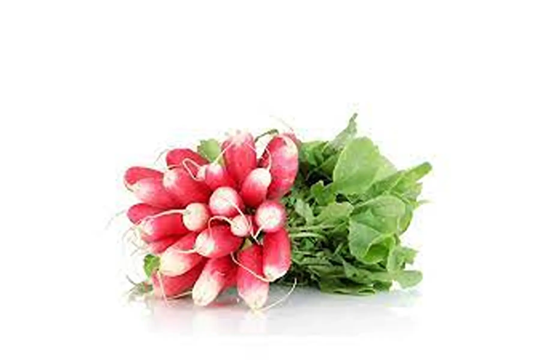 radis rose botte (long)