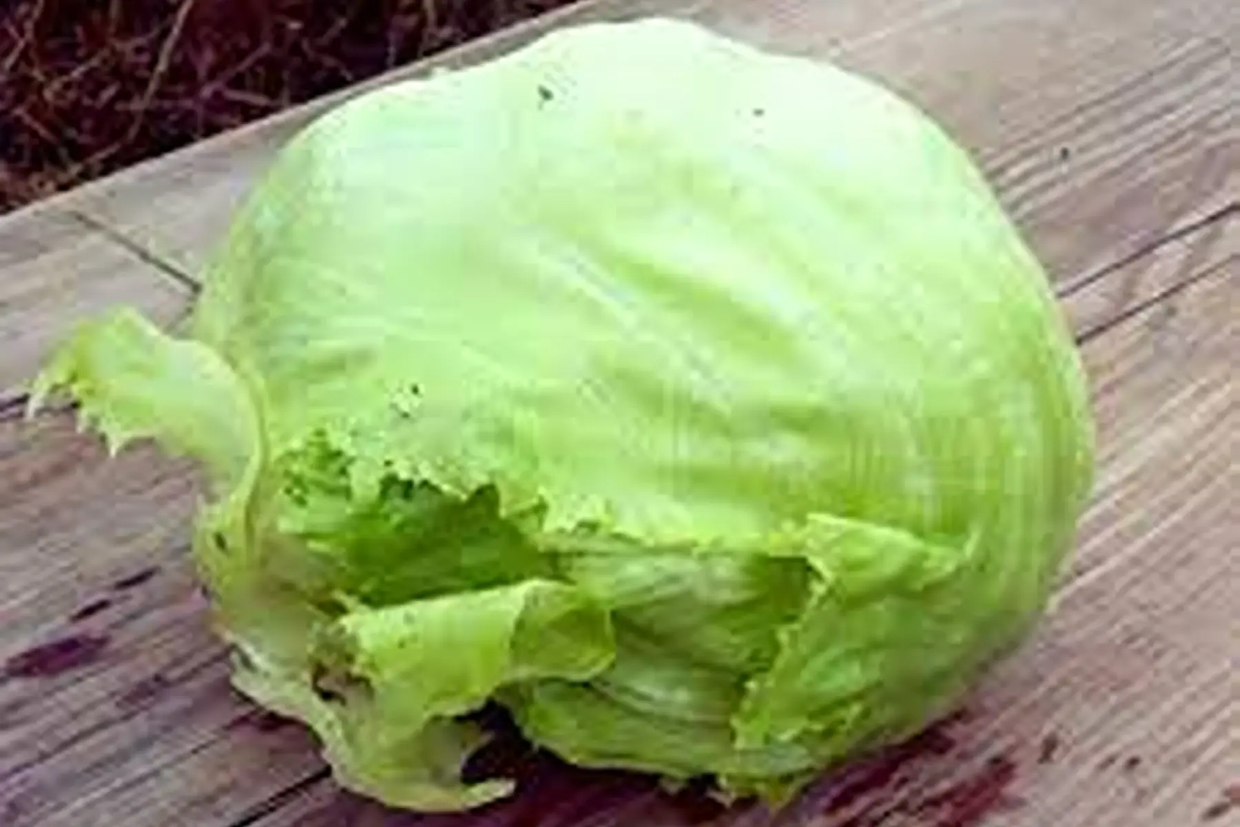 salade iceberg