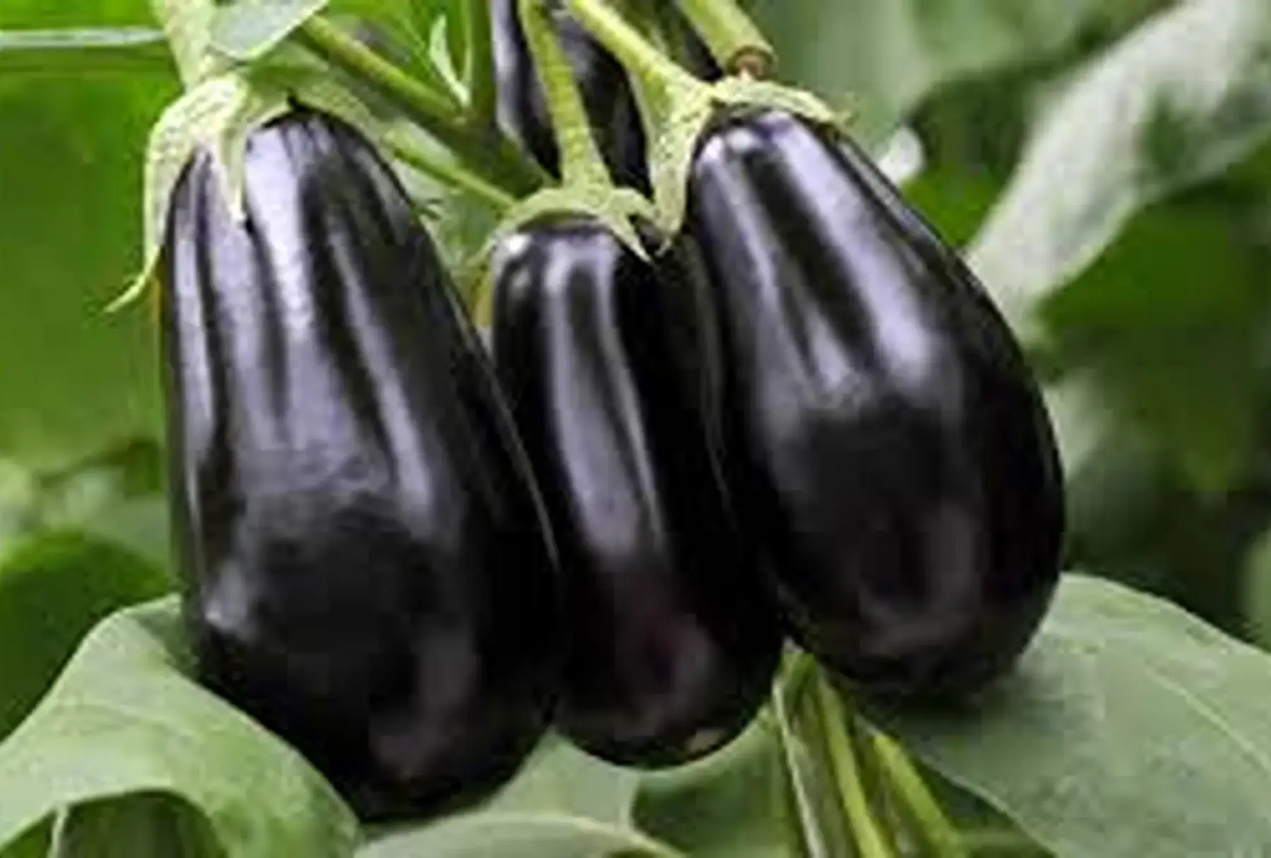 aubergine