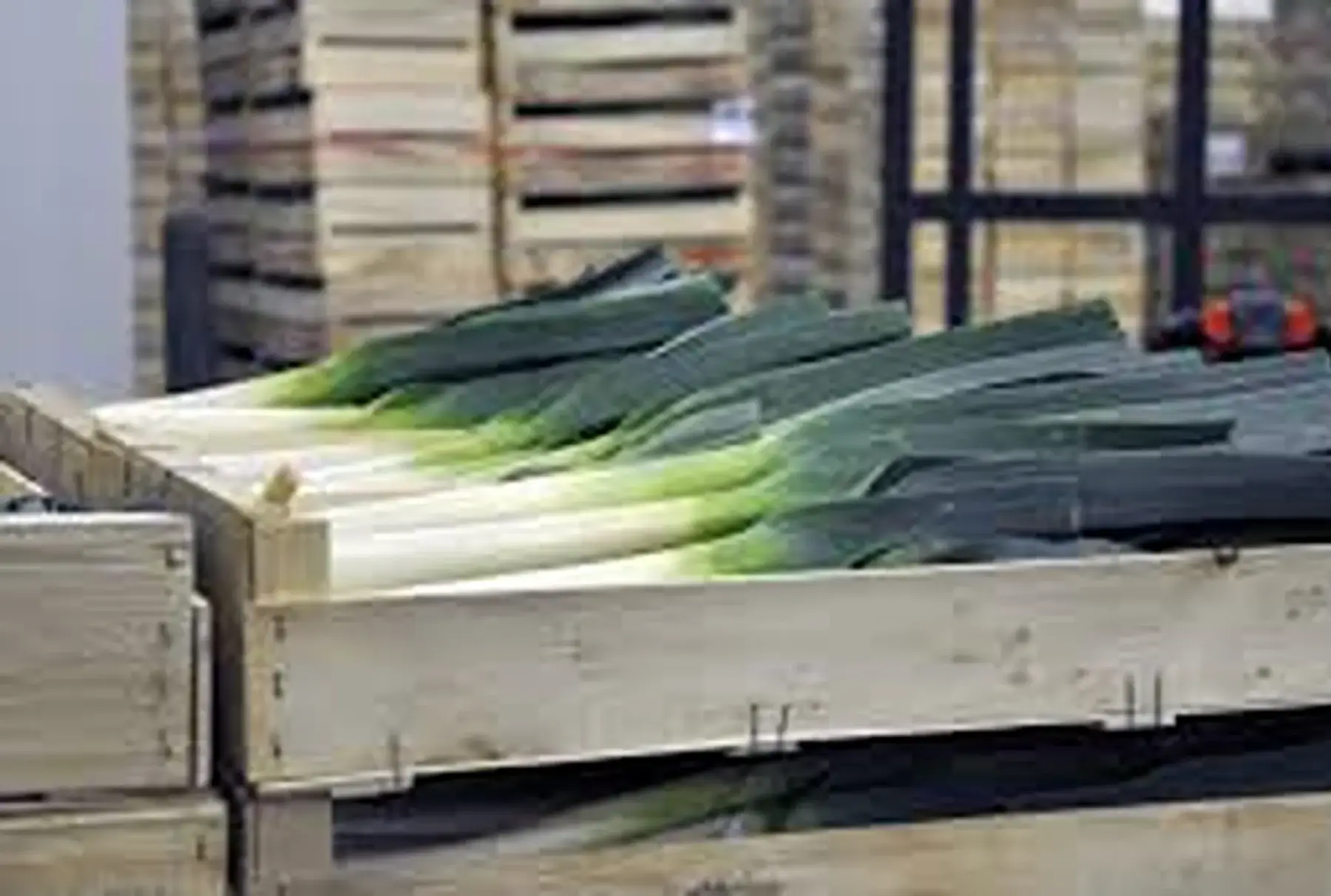 cageot de poireaux promo