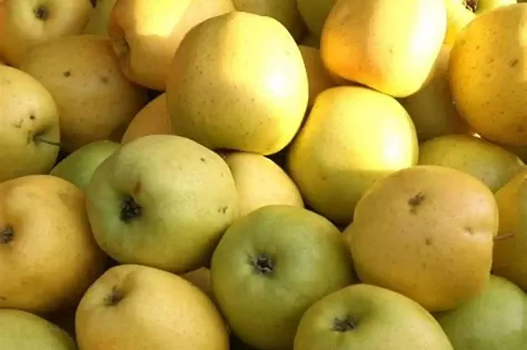 Pomme bio ( Golden )