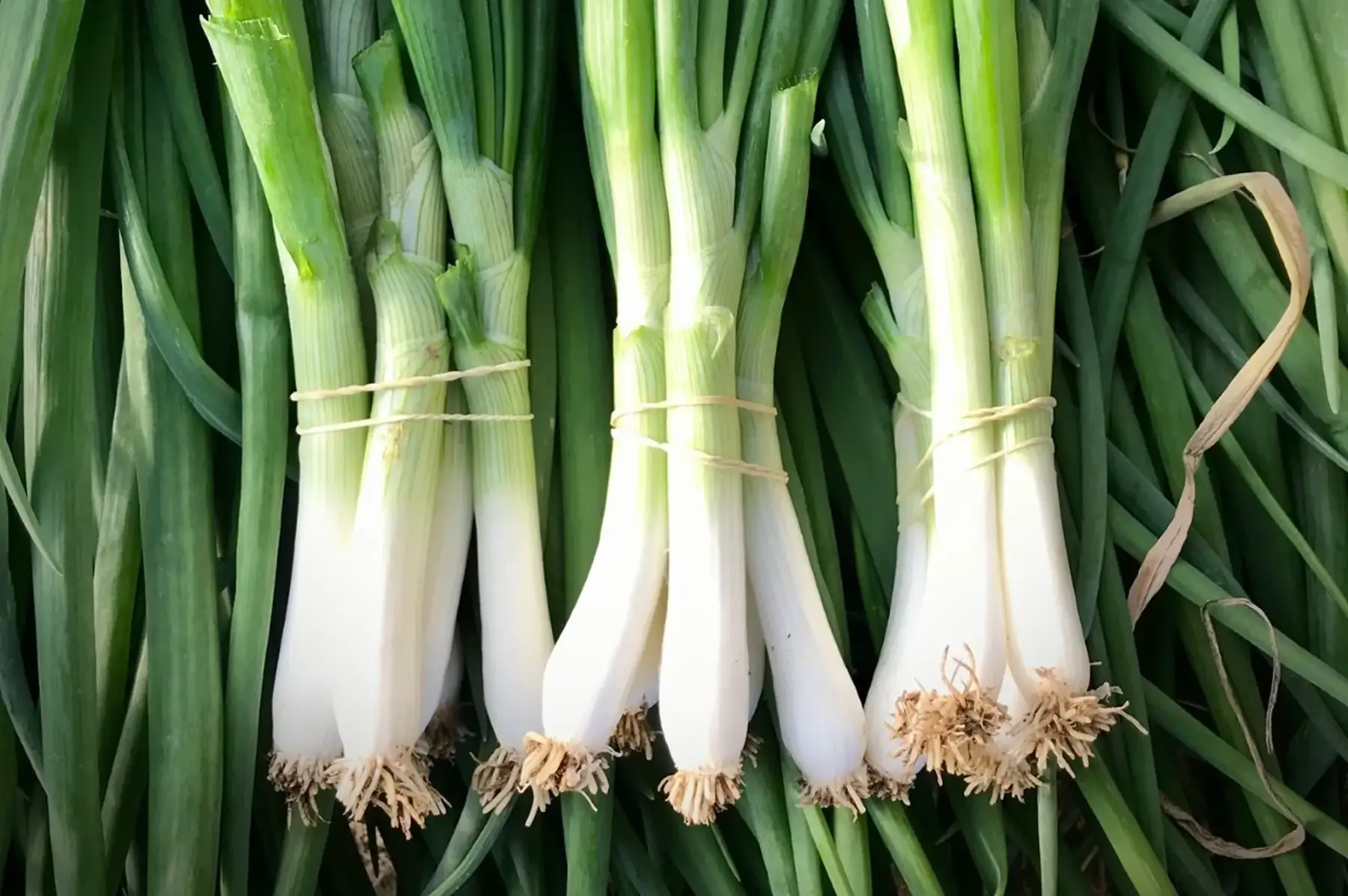 oignon ciboule botte