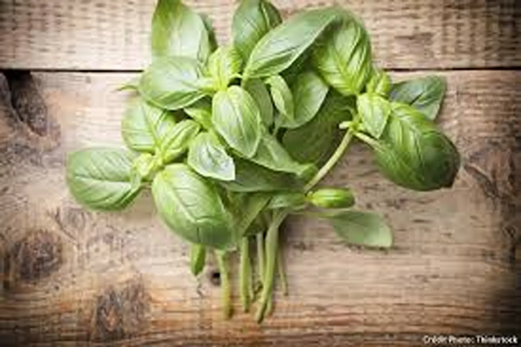 bouquet basilic vert