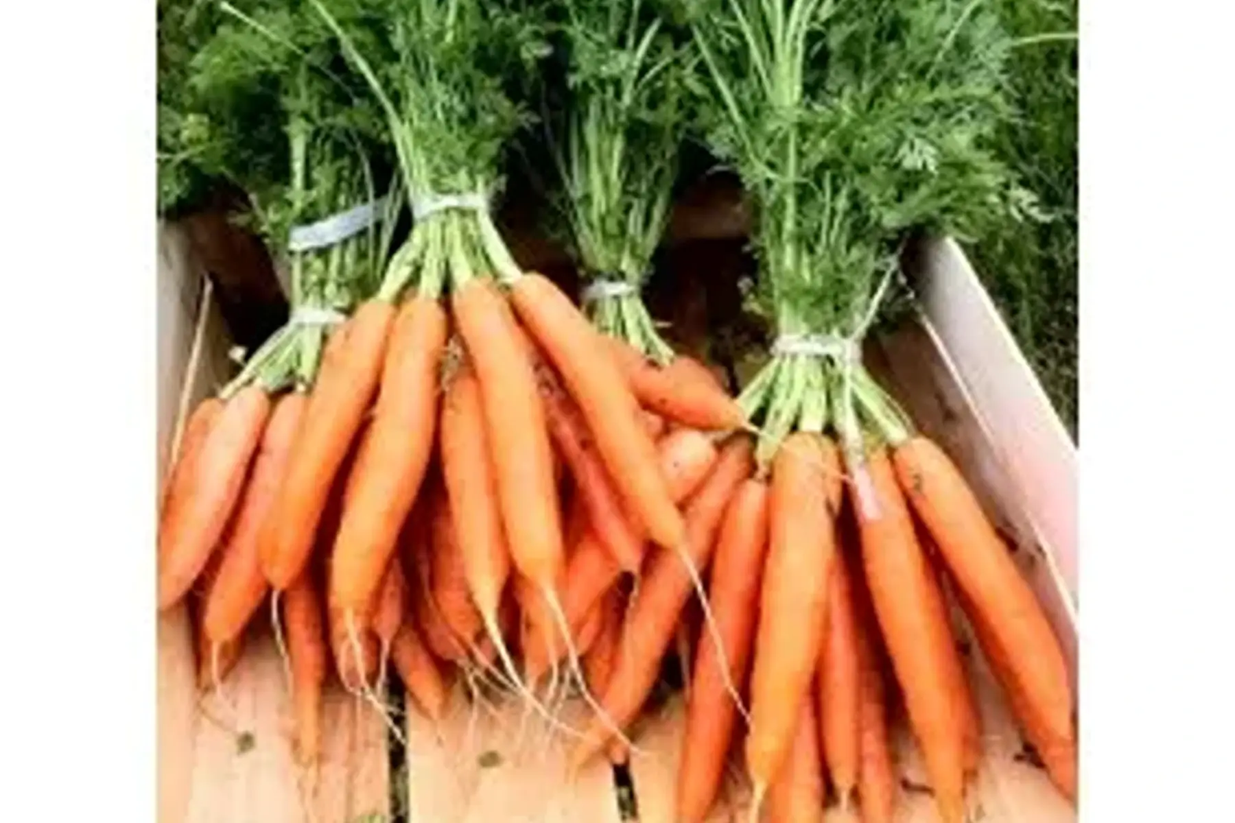 carotte botte