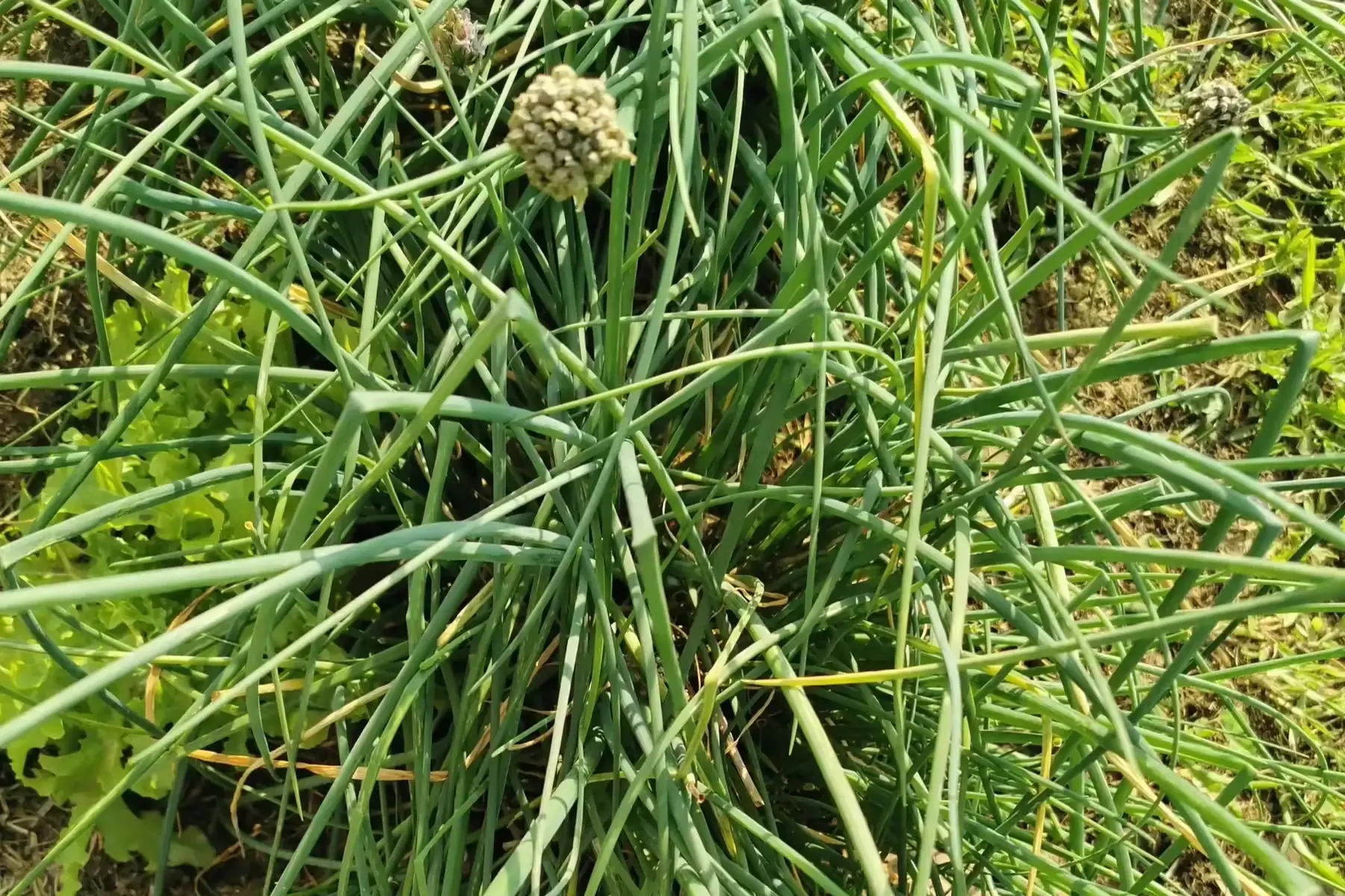 ciboulette