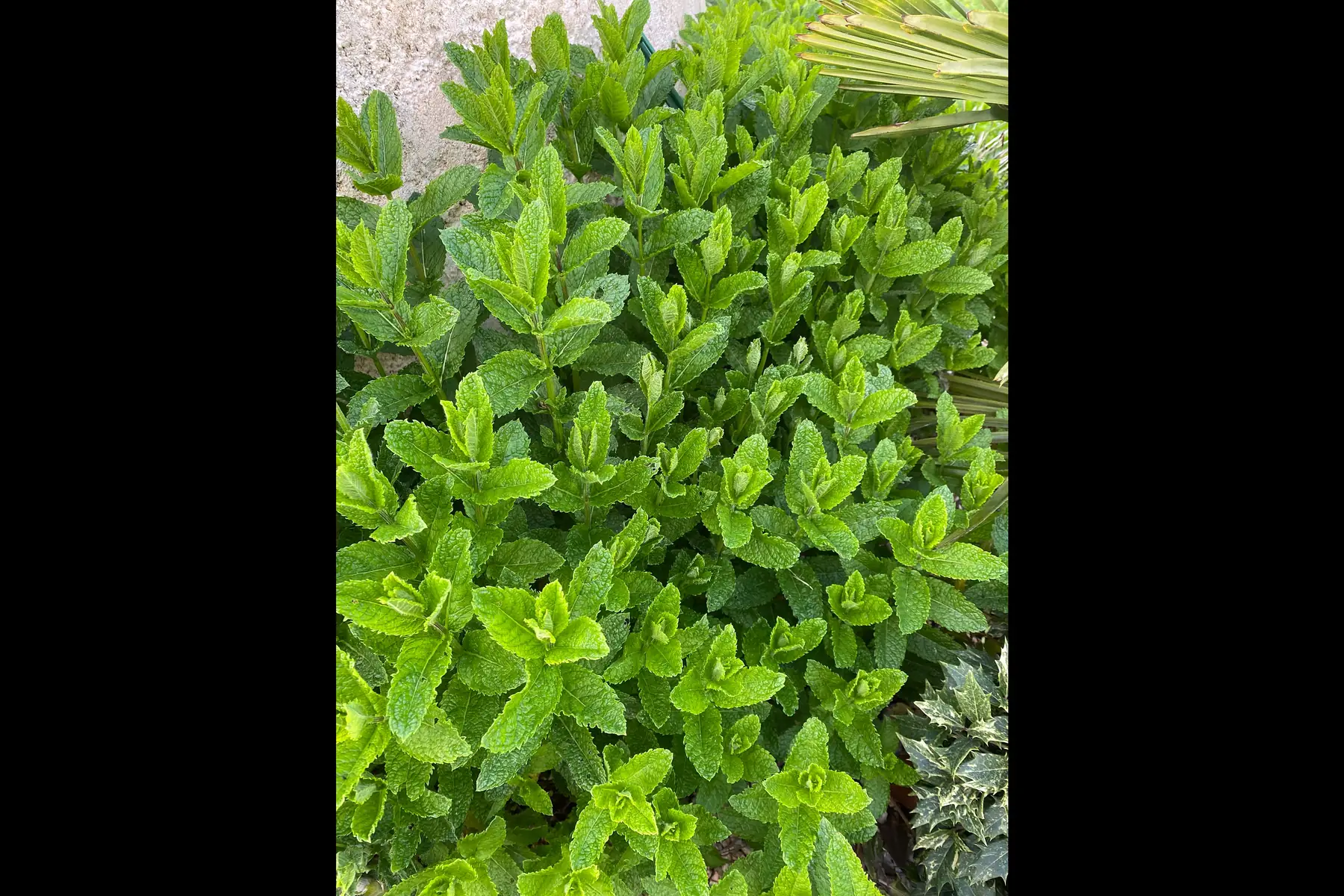 menthe fraiche
