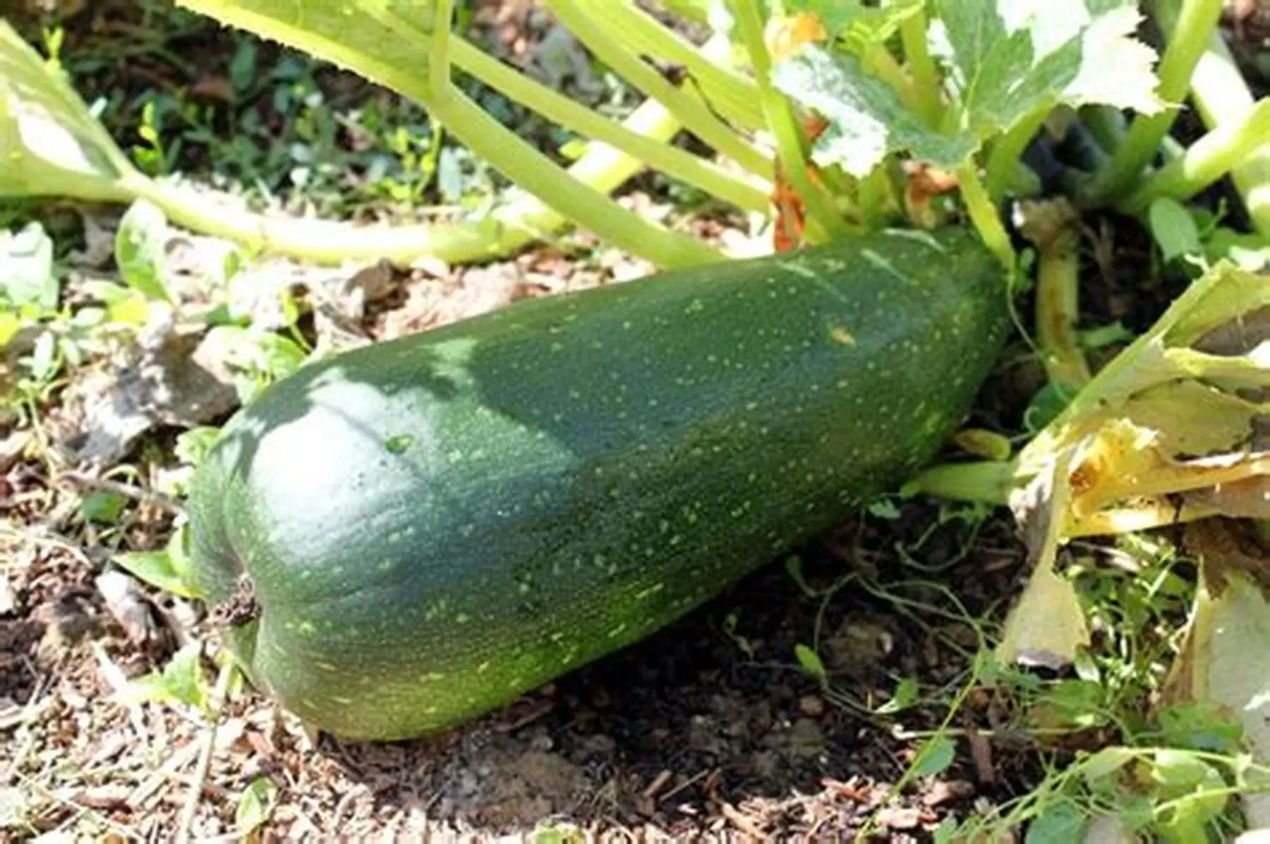 courgette grosse à farcir, la pièce