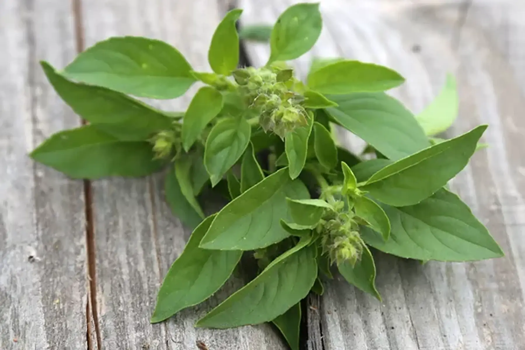 plant de basilic citron
