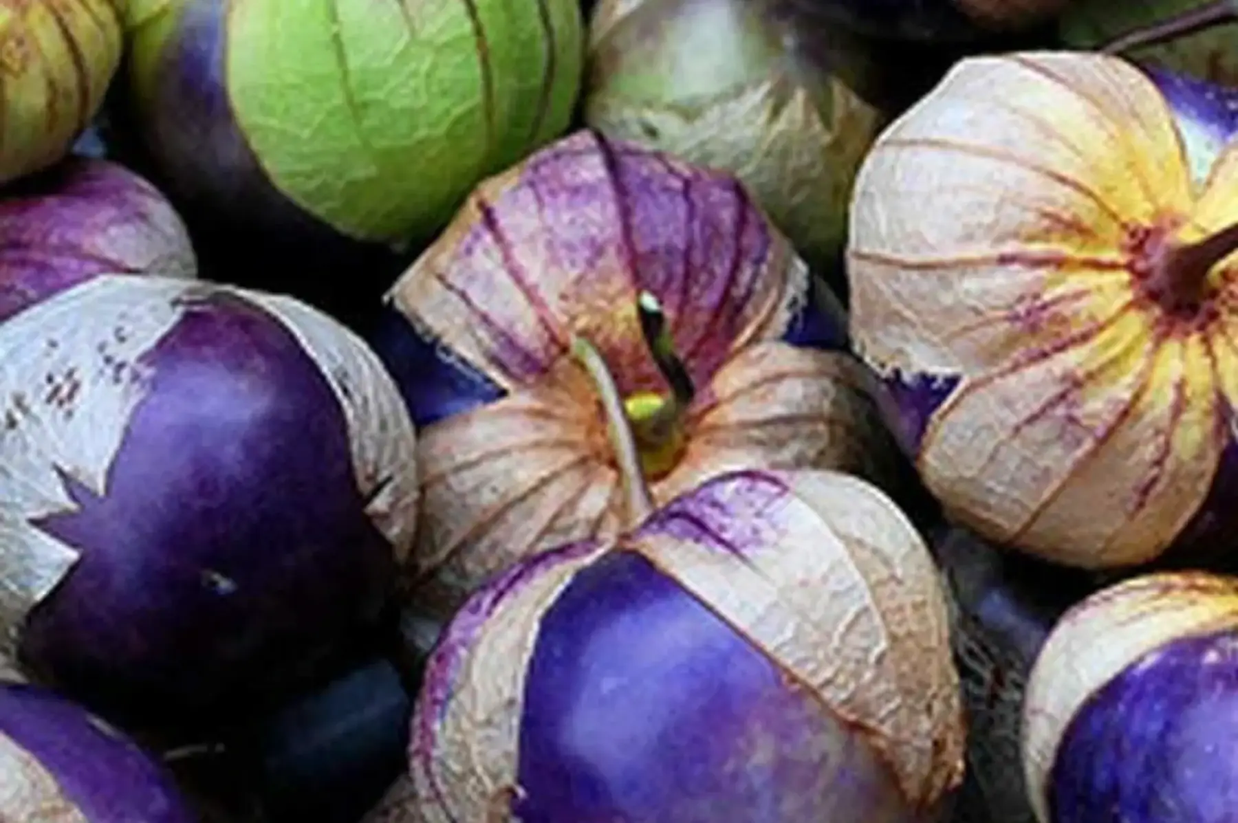 plant de tomatillo violet