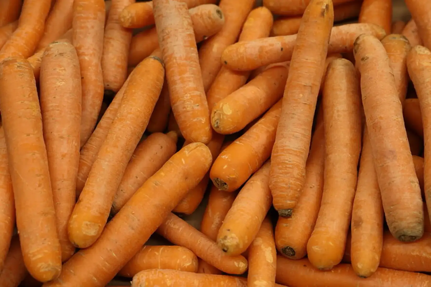 carottes
