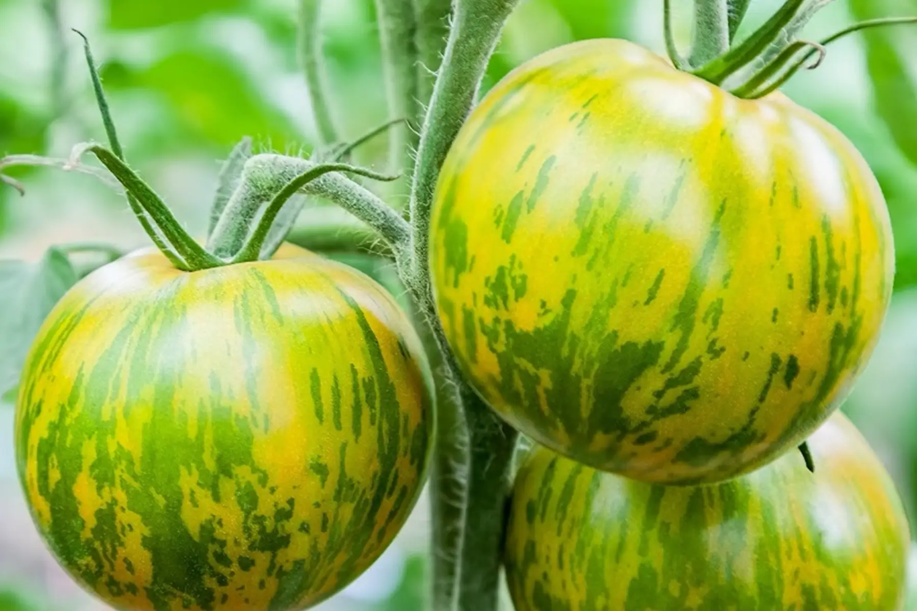 plant de tomate green zebra