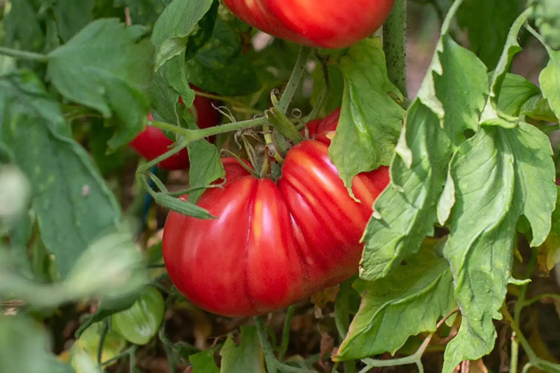 plant tomate dinner plate