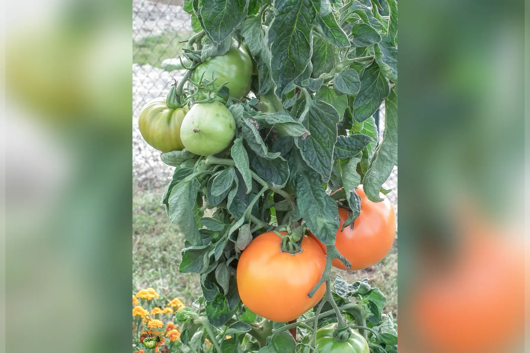 plant de tomate orange queen