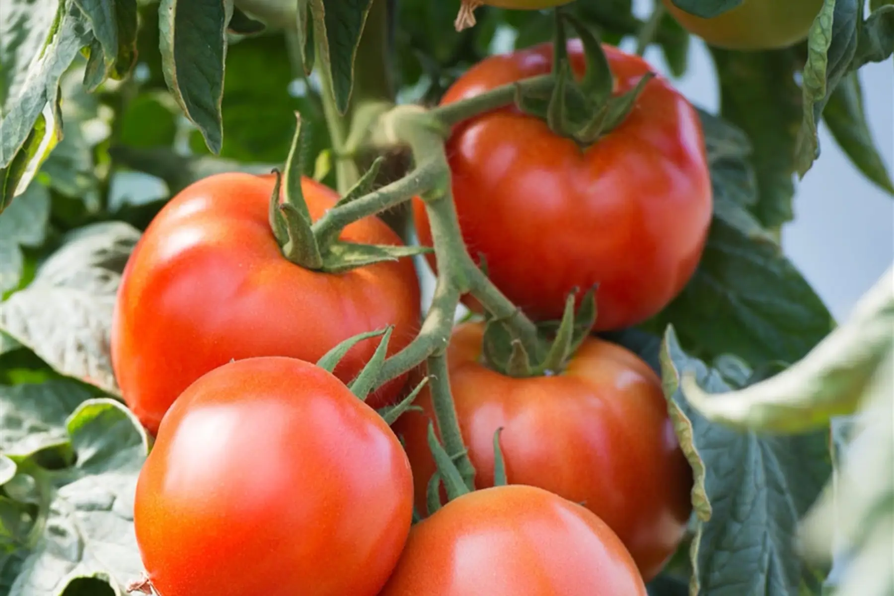 plant de tomate Saint Pierre