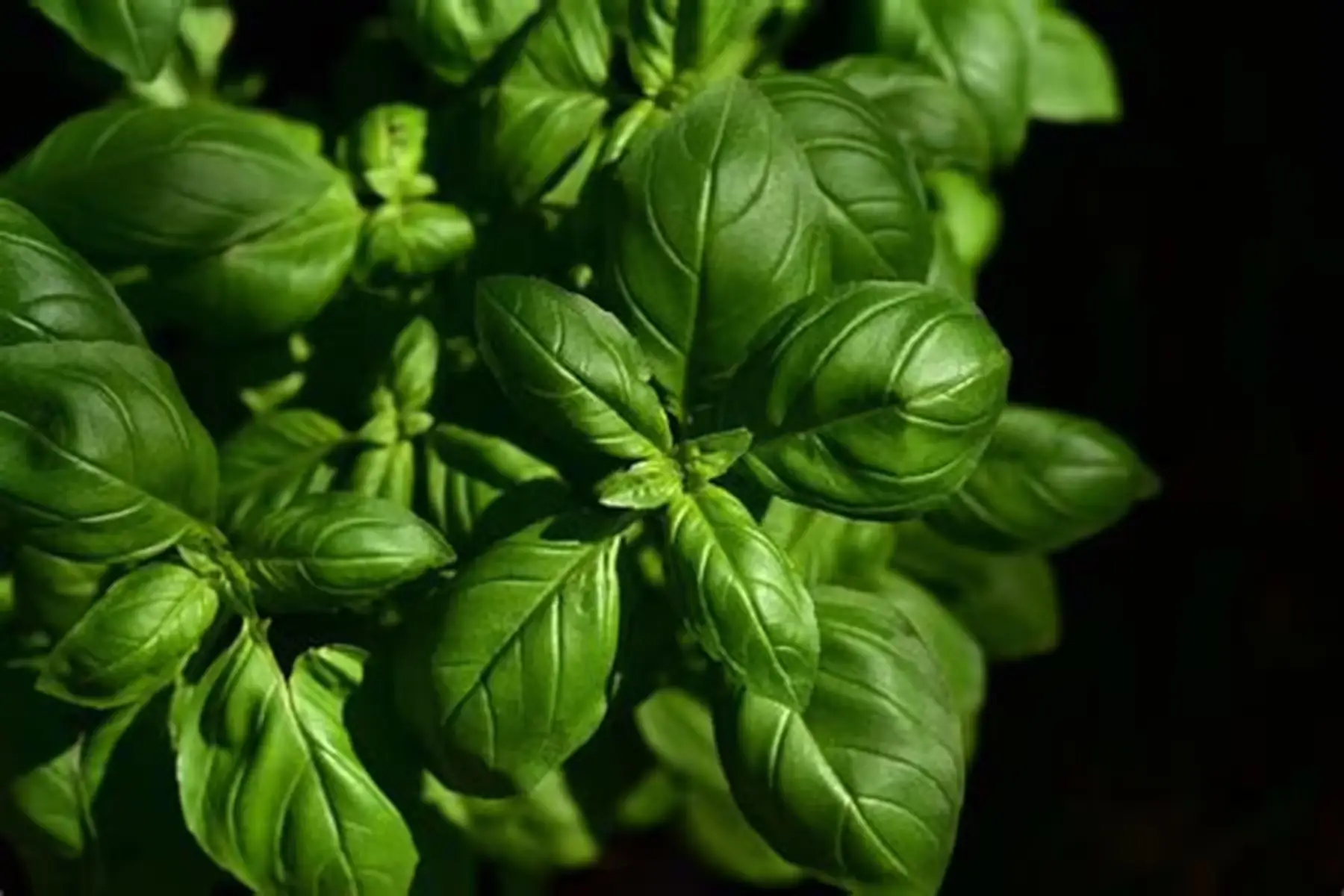 plant de basilic grand vert