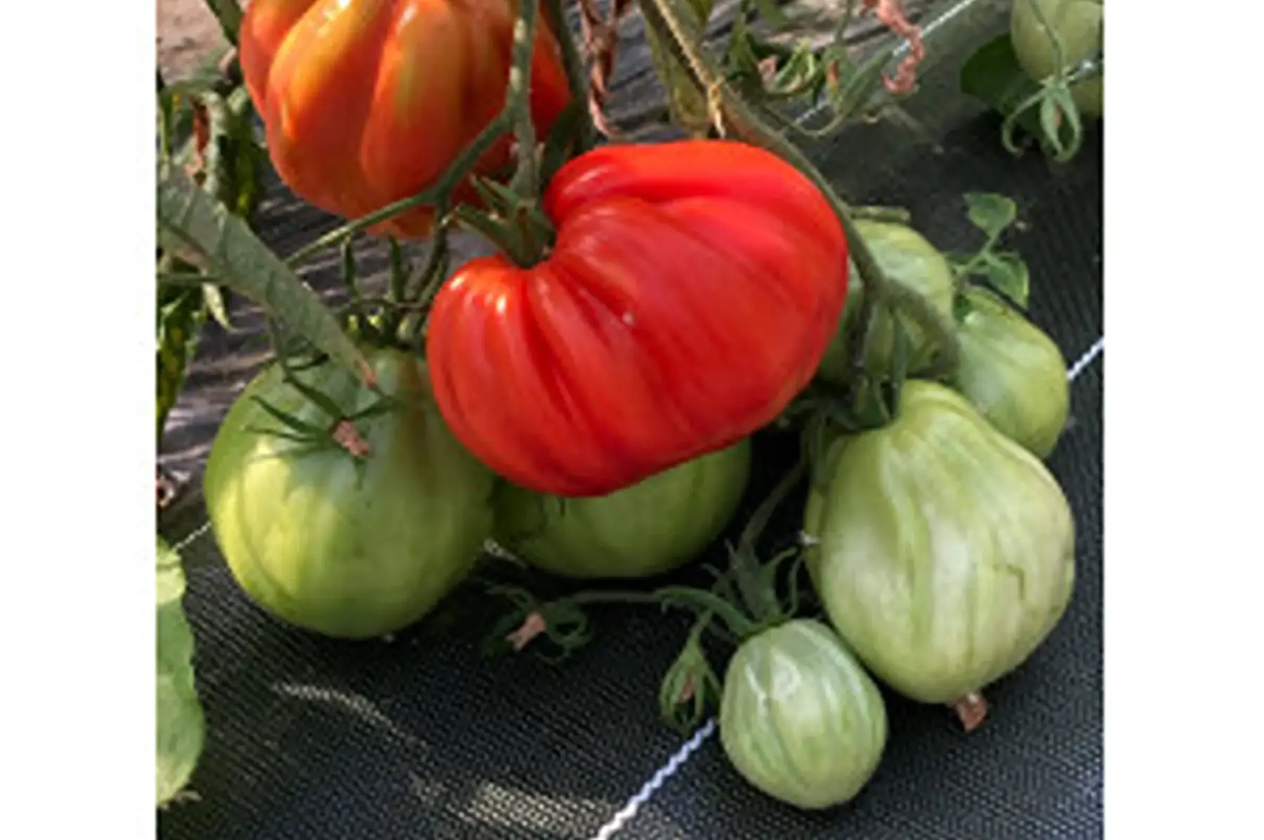plant de tomate albenga rouge