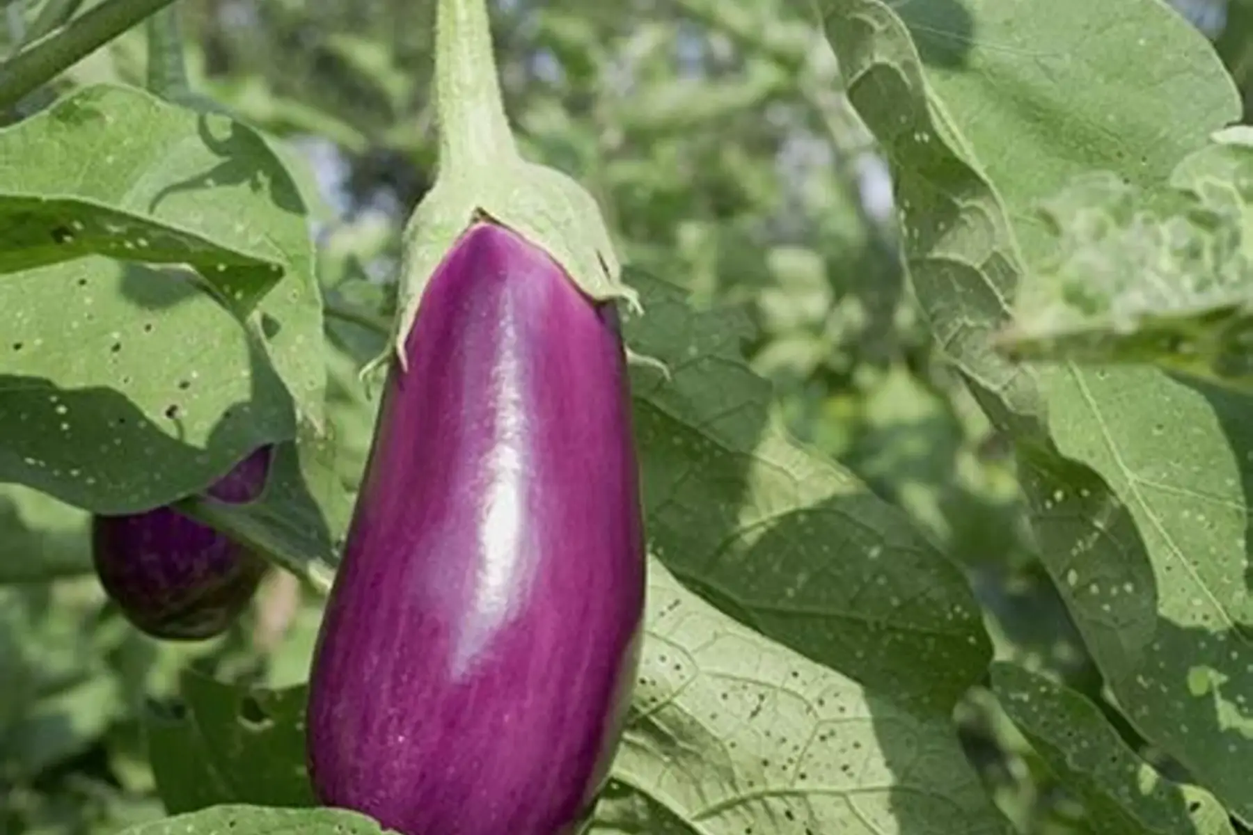 plant aubergine violette de toulouse