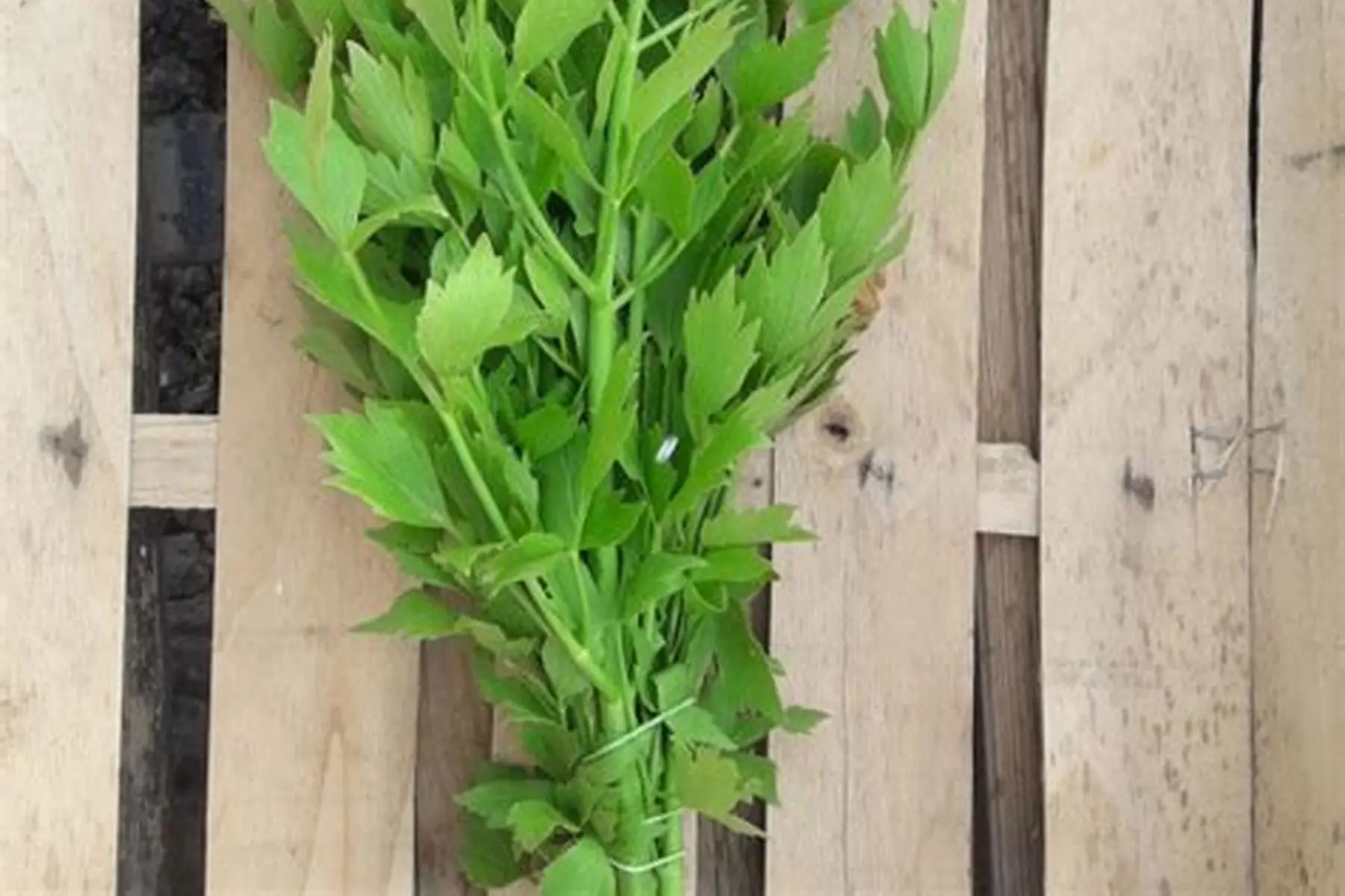 livèche, bouquet