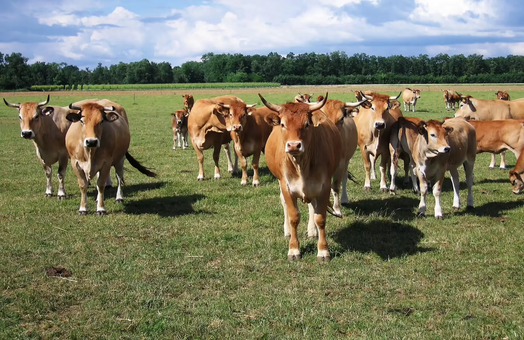 colis de boeuf grillade, prix au kg