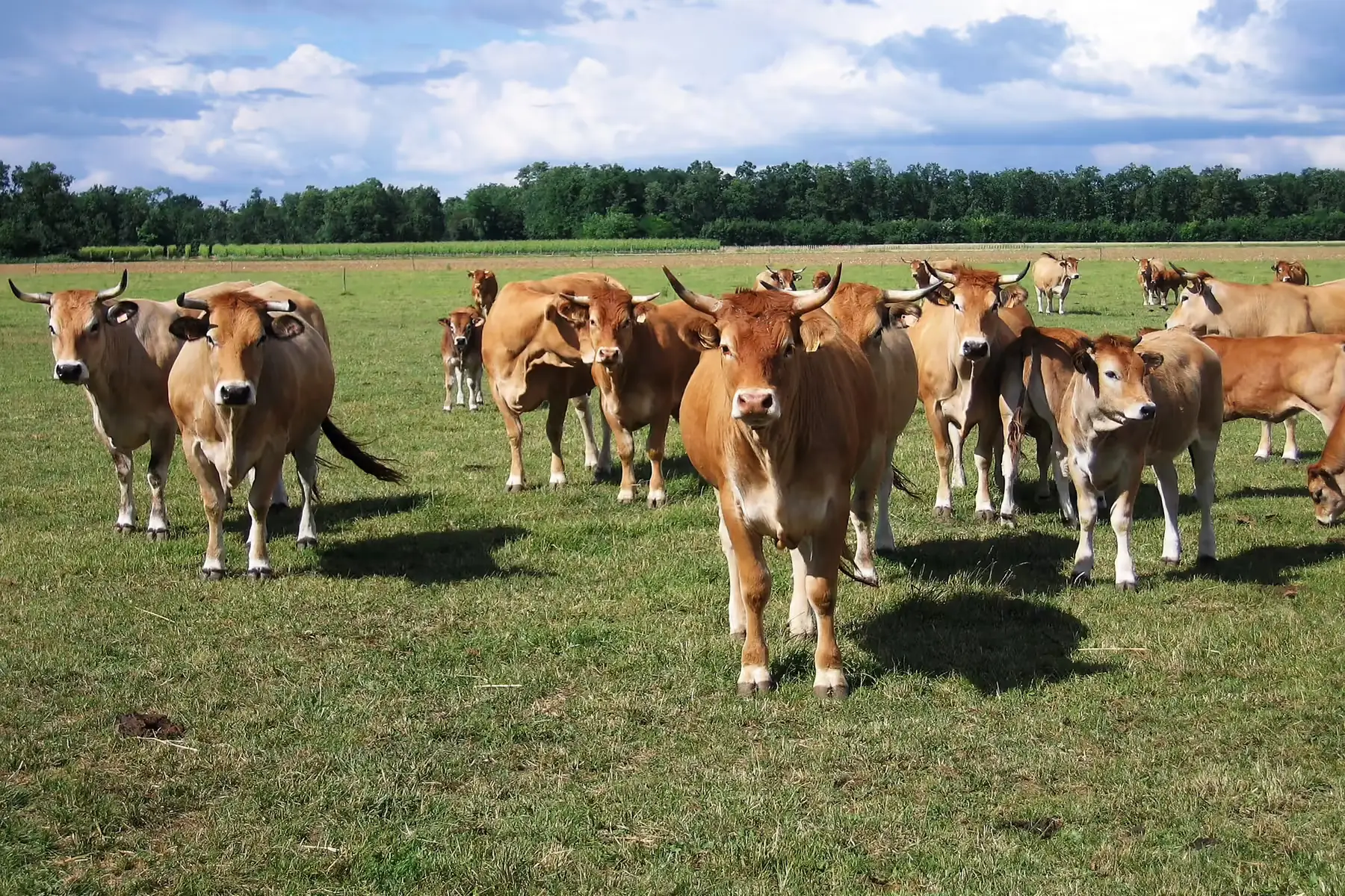 colis de boeuf normal , prix au kg