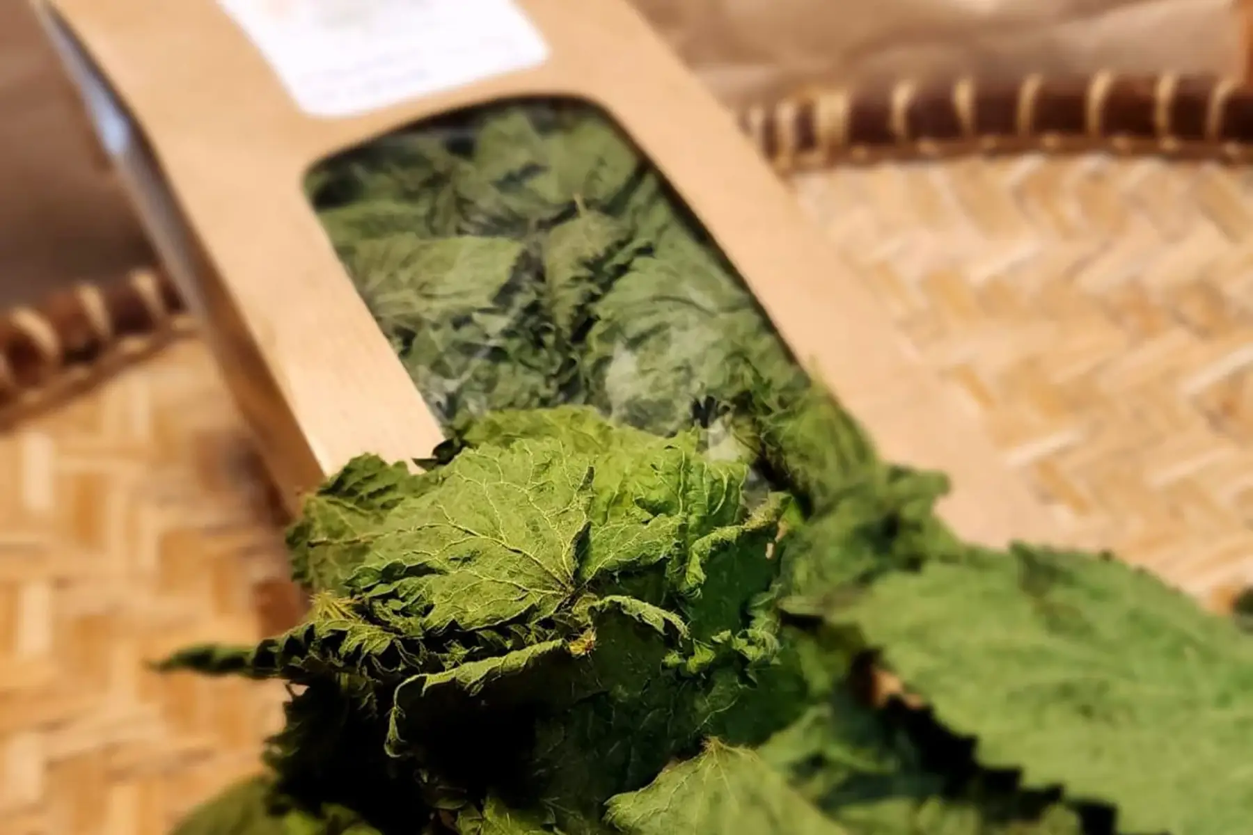 ortie (urtica dioïca)