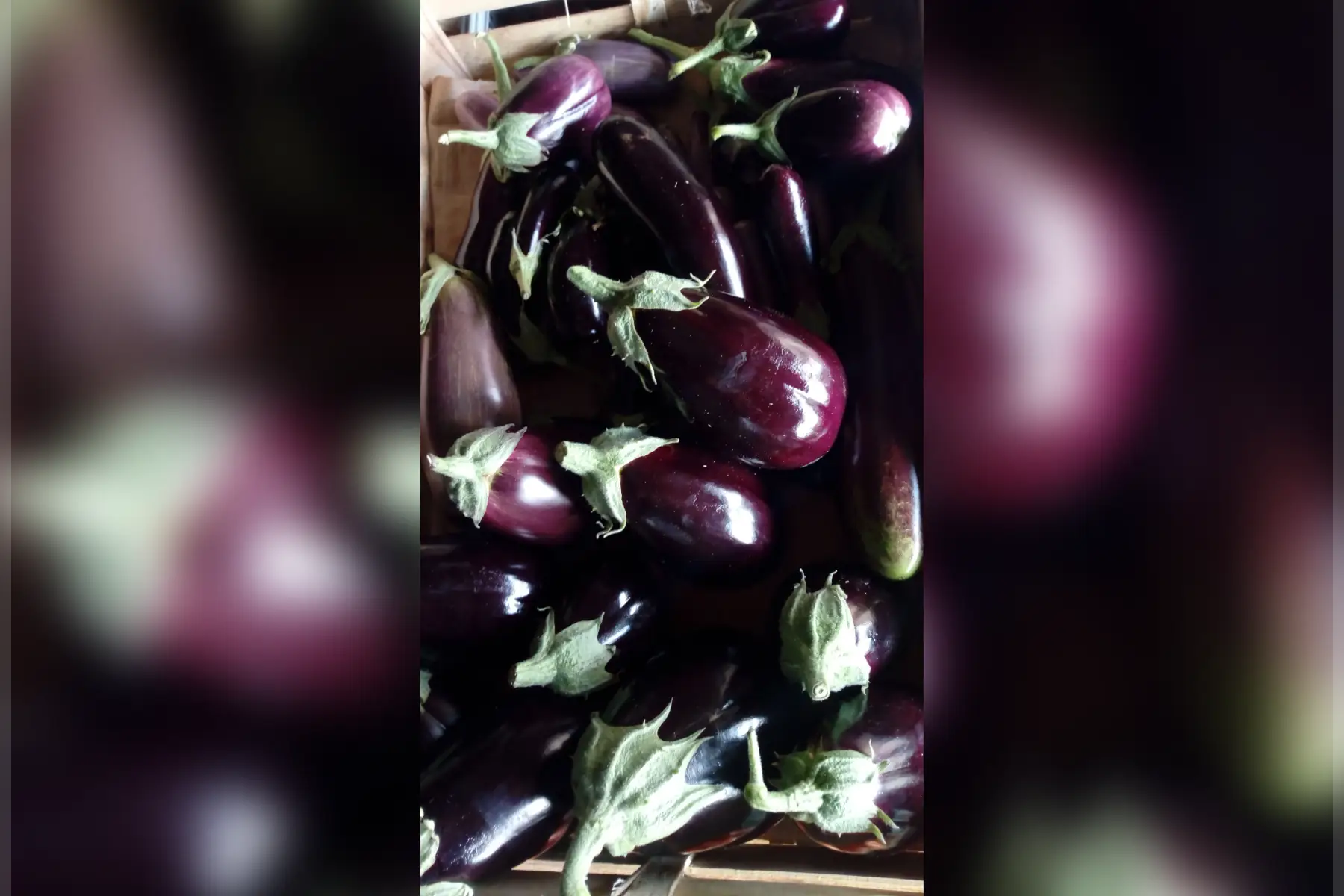 aubergine
