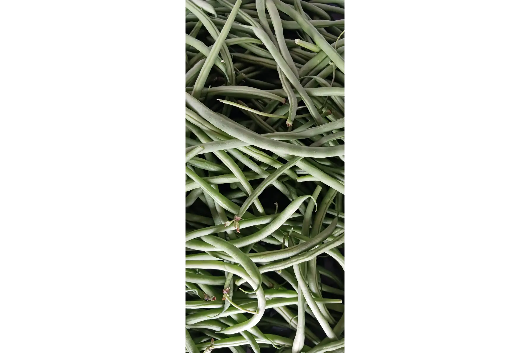 haricots verts