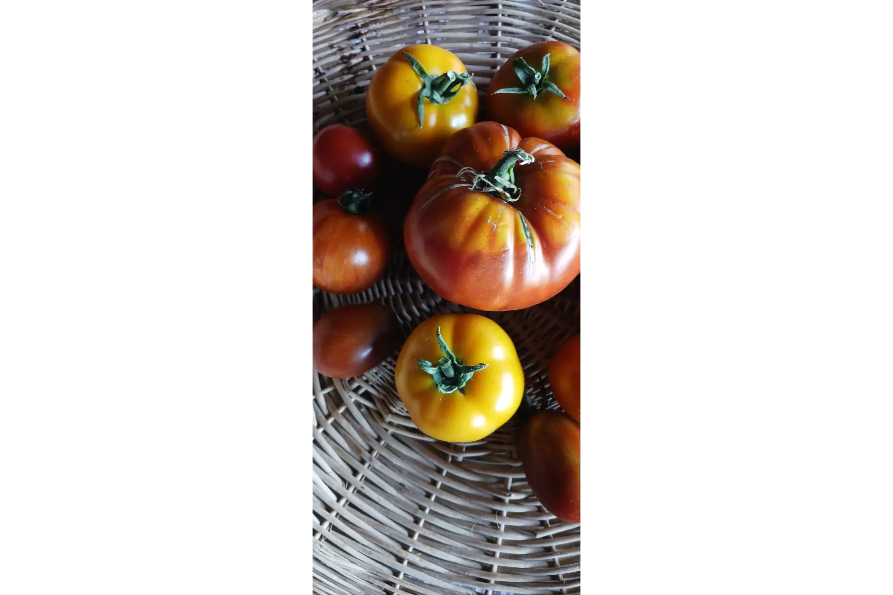 tomates
