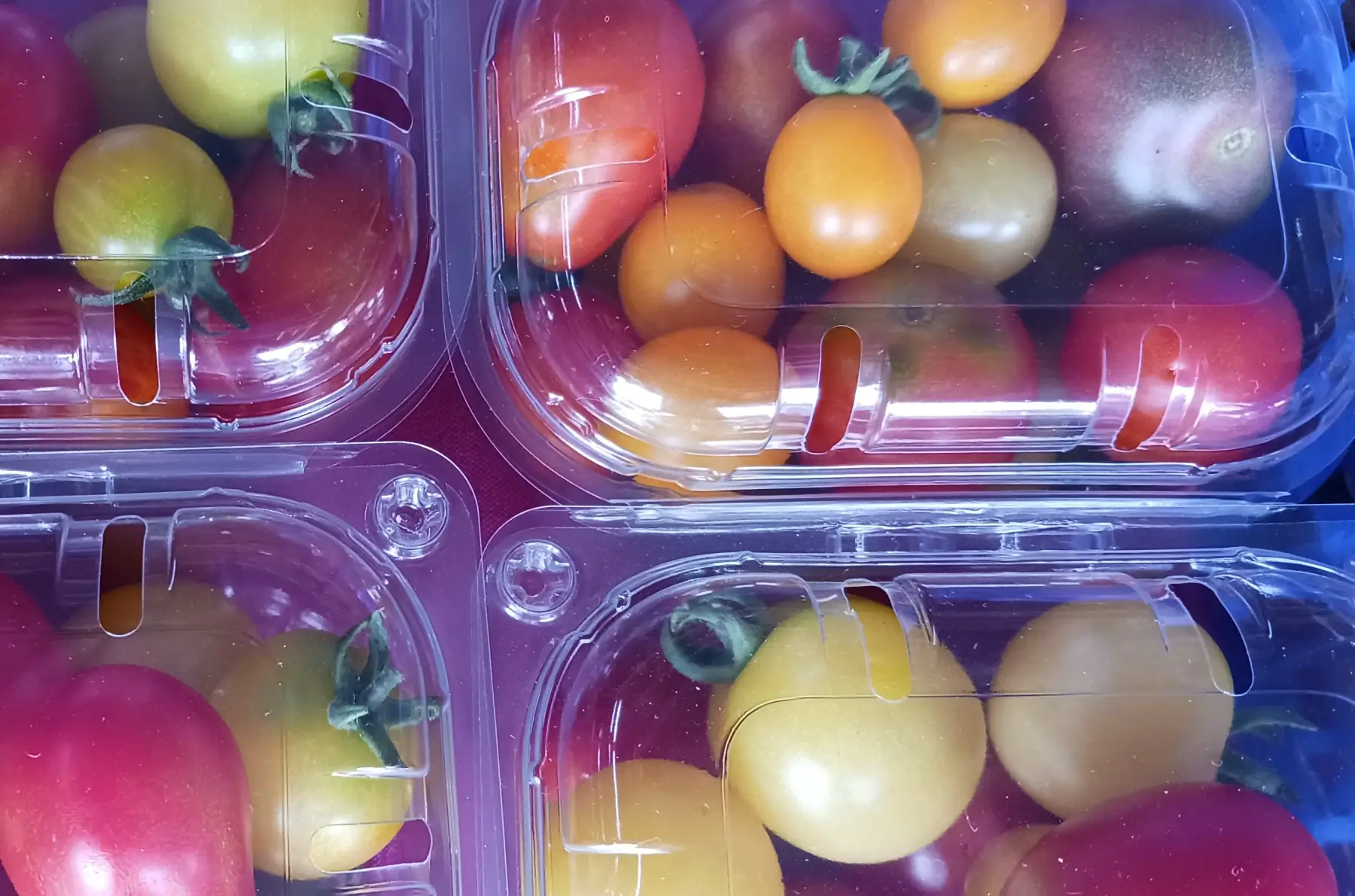 tomates cerises et cocktails