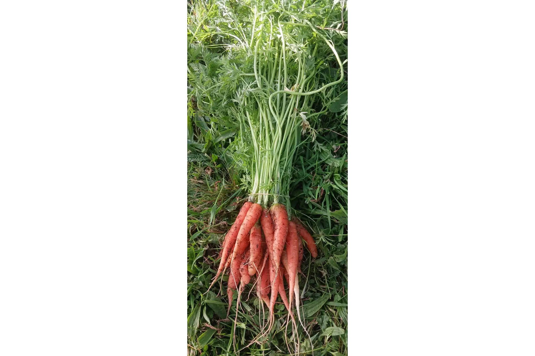 carotte botte