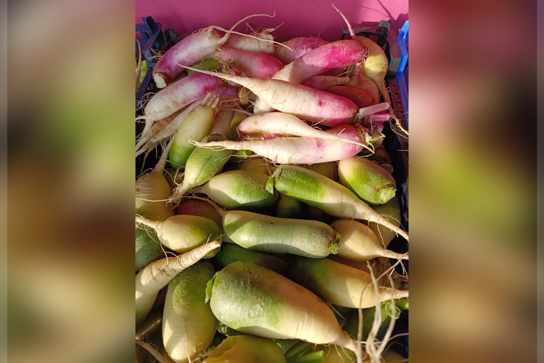 Radis d'hiver mélange de couleurs