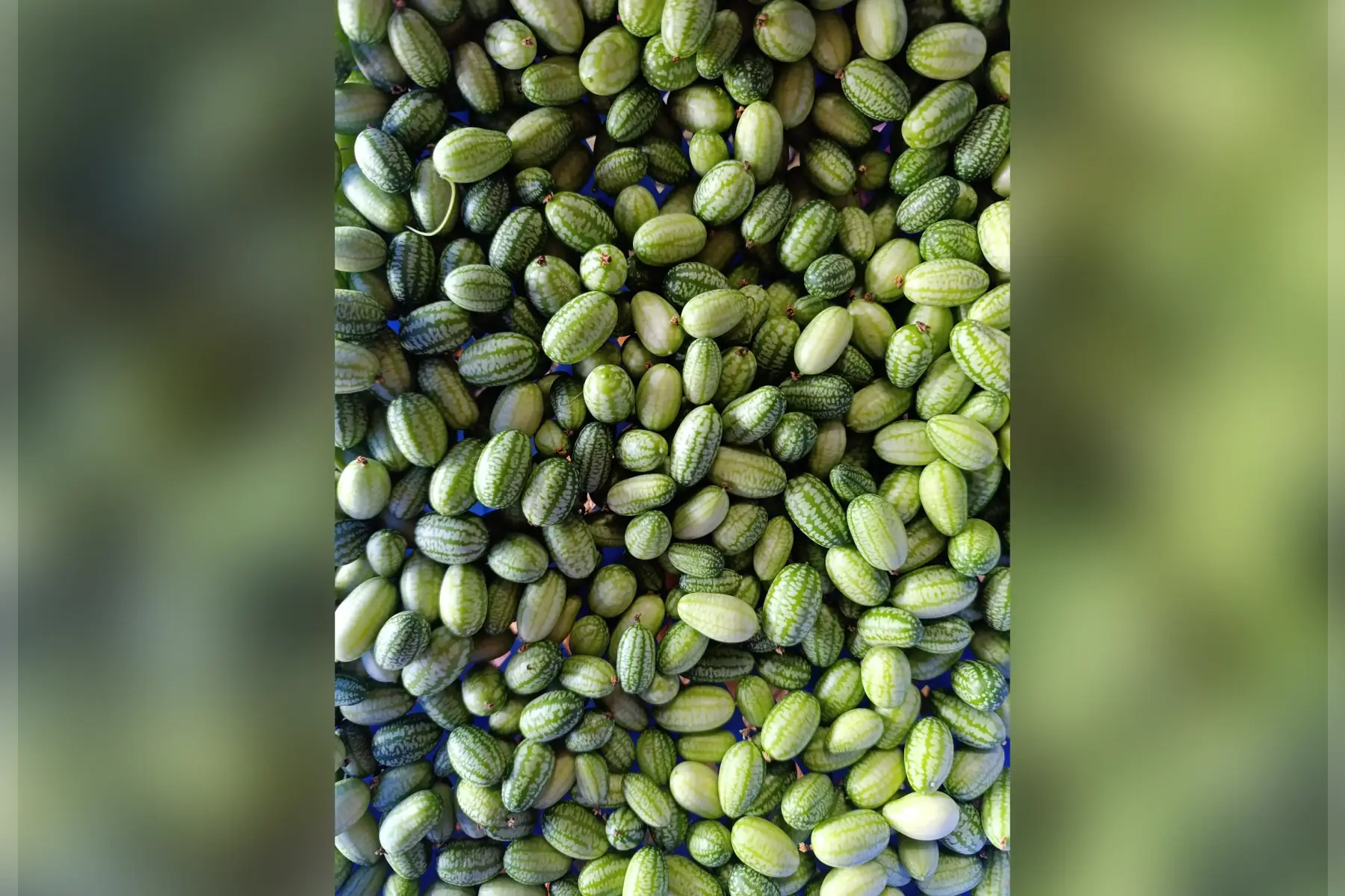 Minis concombres mexicains