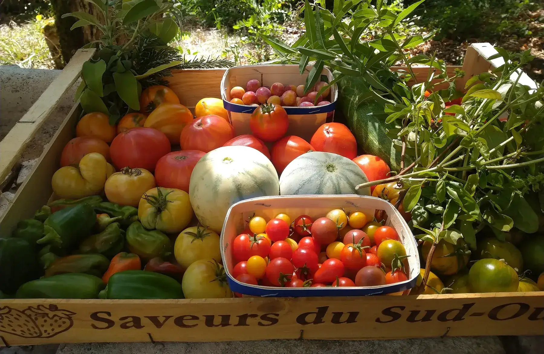 panier, cueillette du jour