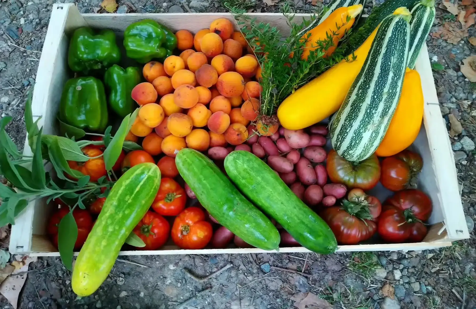 grand panier, cueillette du jour