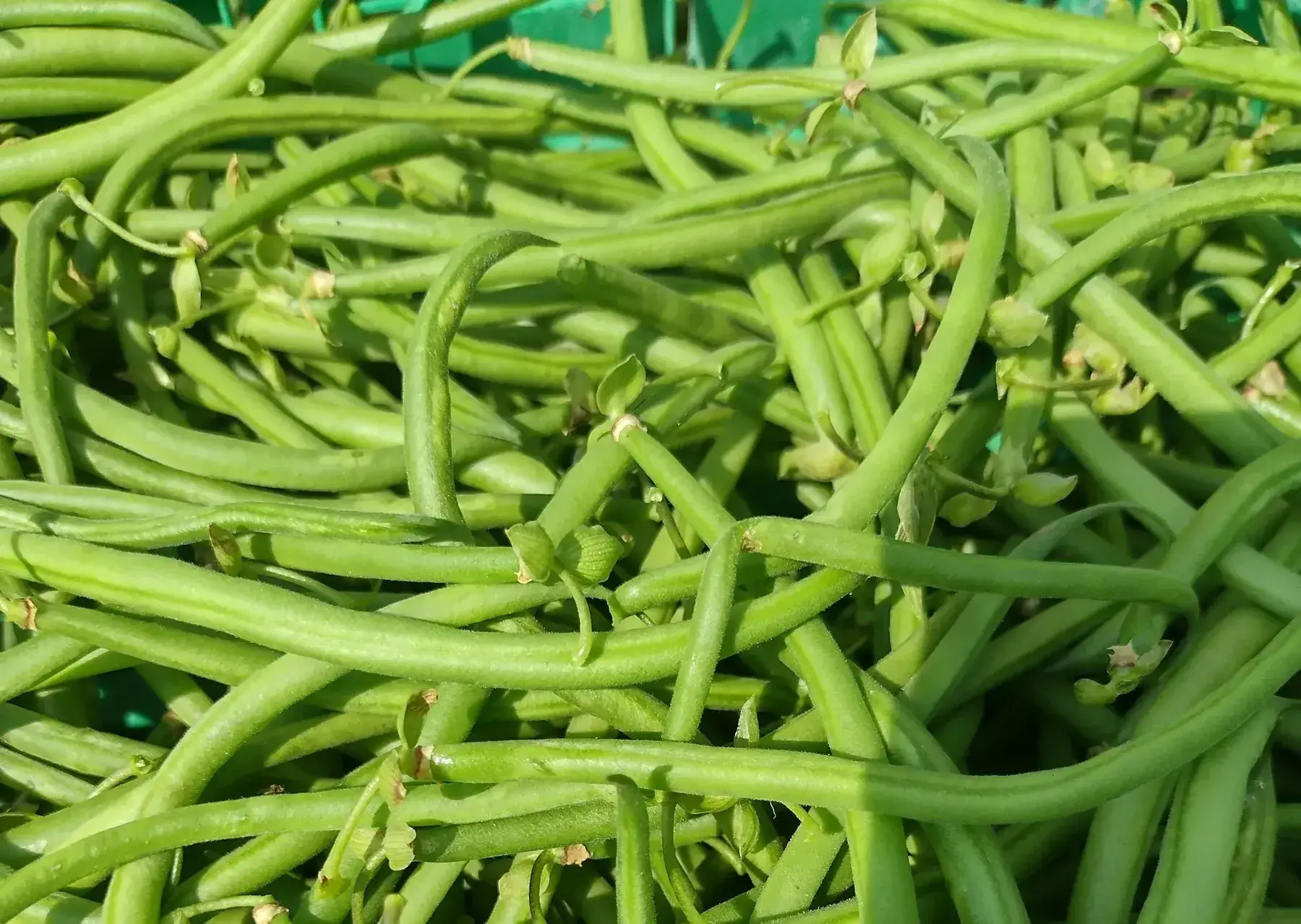 haricots verts