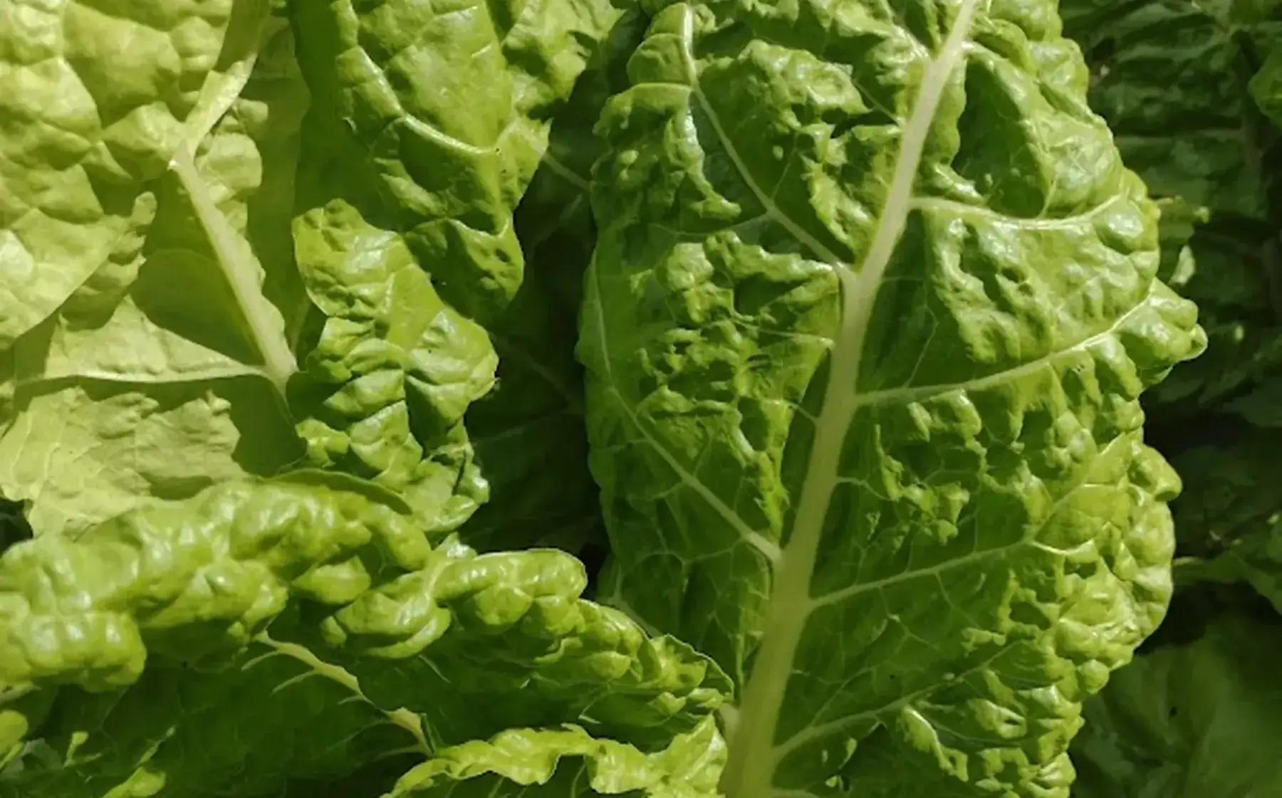 Le jardin du Ti bout