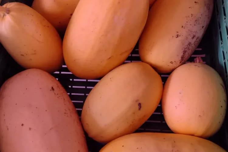 courge spaghetti