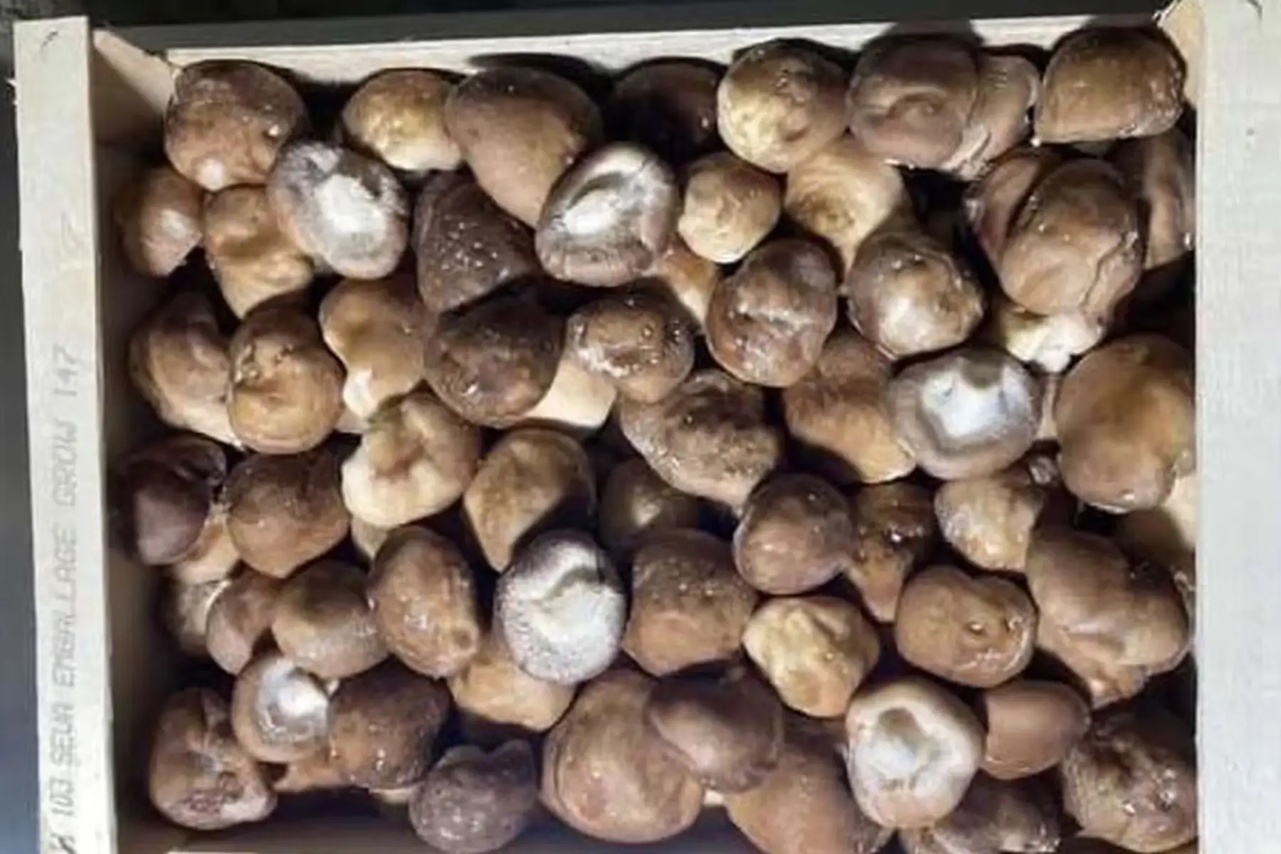 champignons shiitakés ( lentin du chêne )