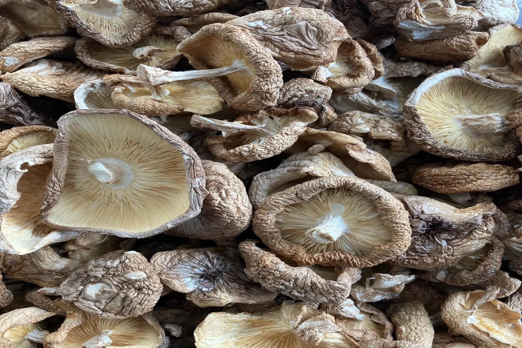 champignons déshydratés shiitakés ( lentin du chêne )