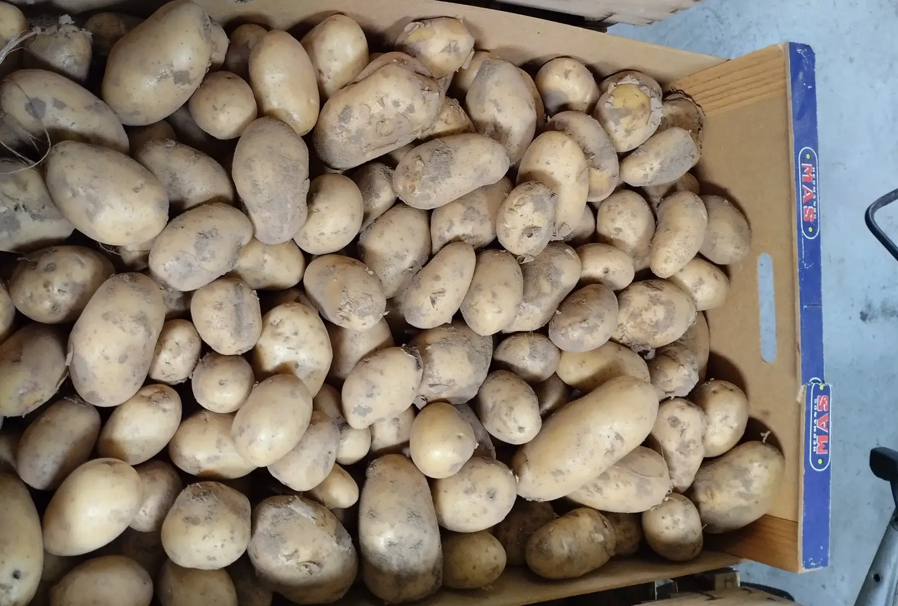 Pommes de terre nouvelle bio